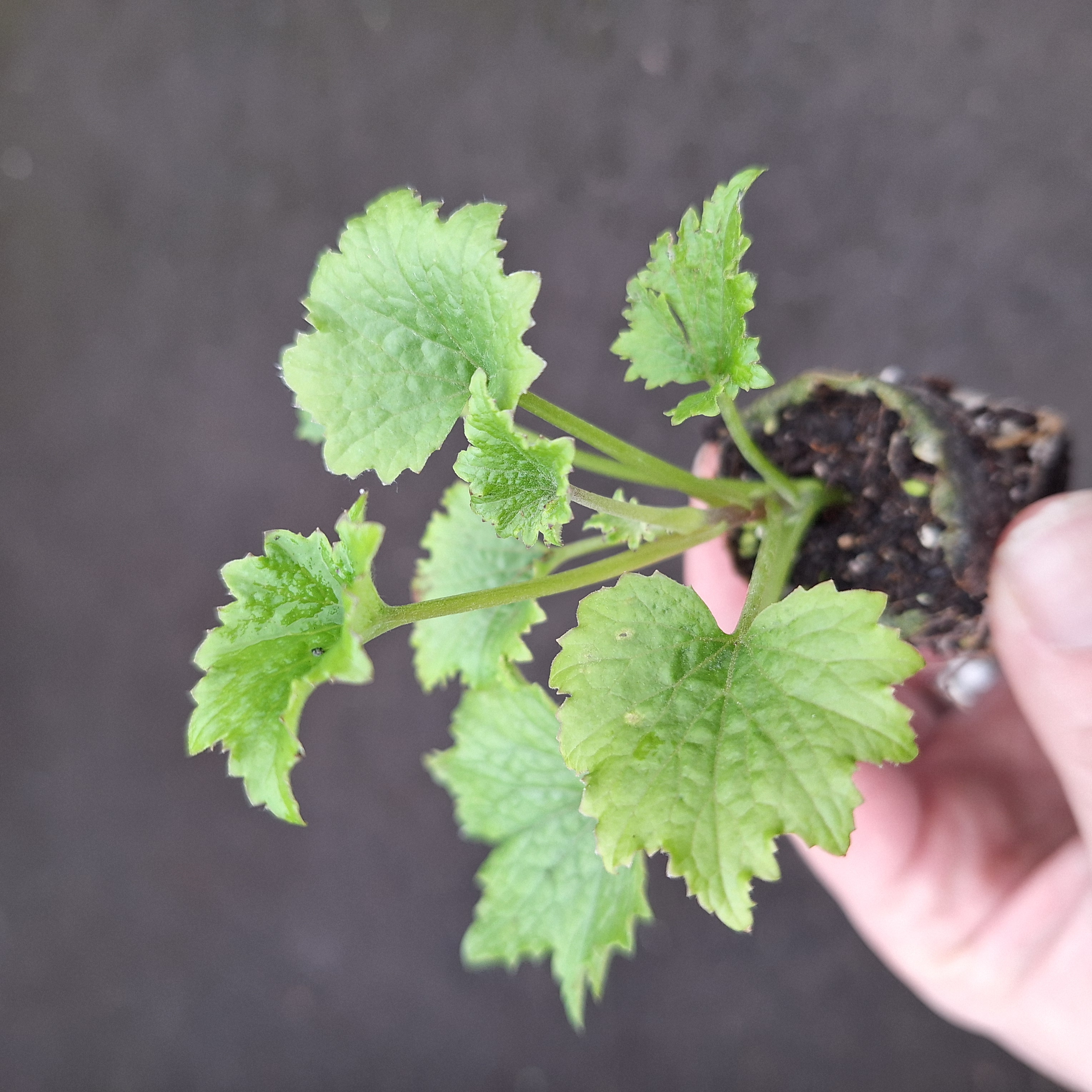 SENECIO SENETTI(R) DARK RED HALO (Red Bicolour)