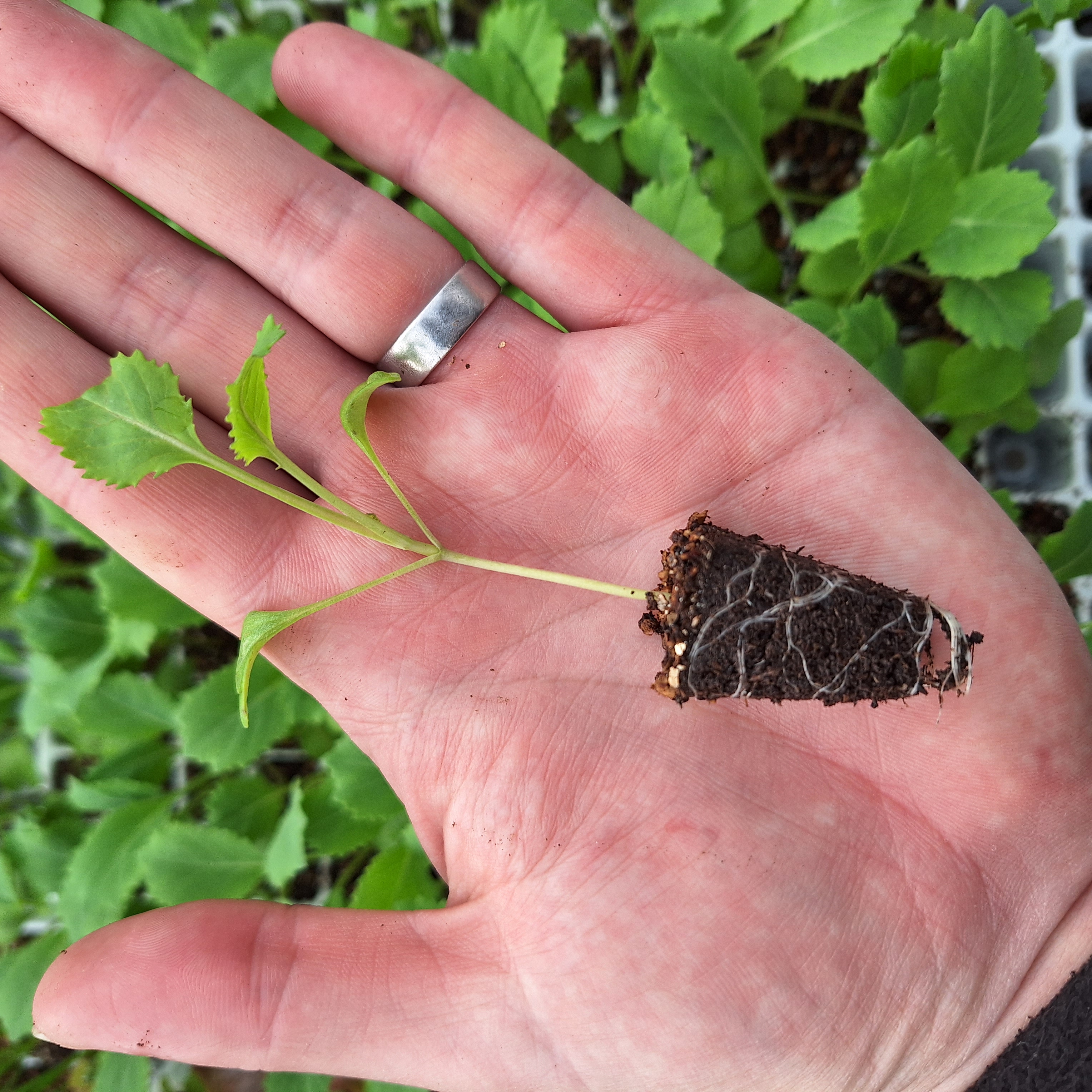 Broccoli - Sprouting Calabrese Green