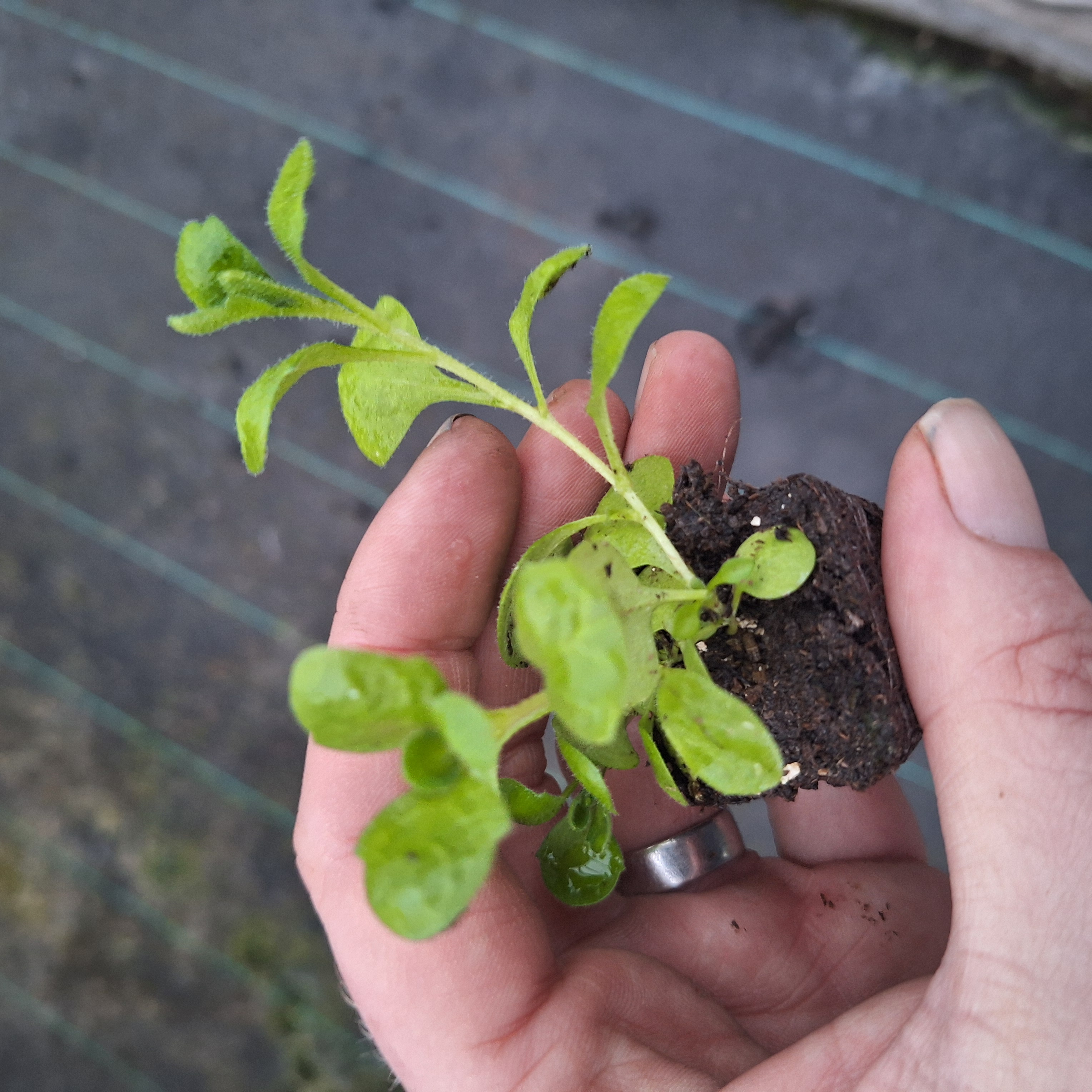 Aubrieta Audrey F1 Red Shades