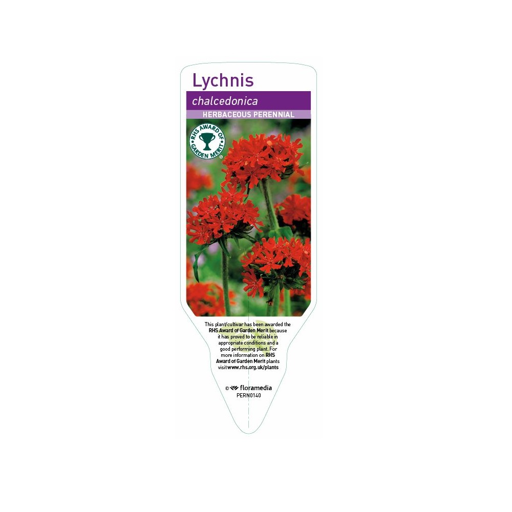 Lychnis Chalcedonia- Maltese