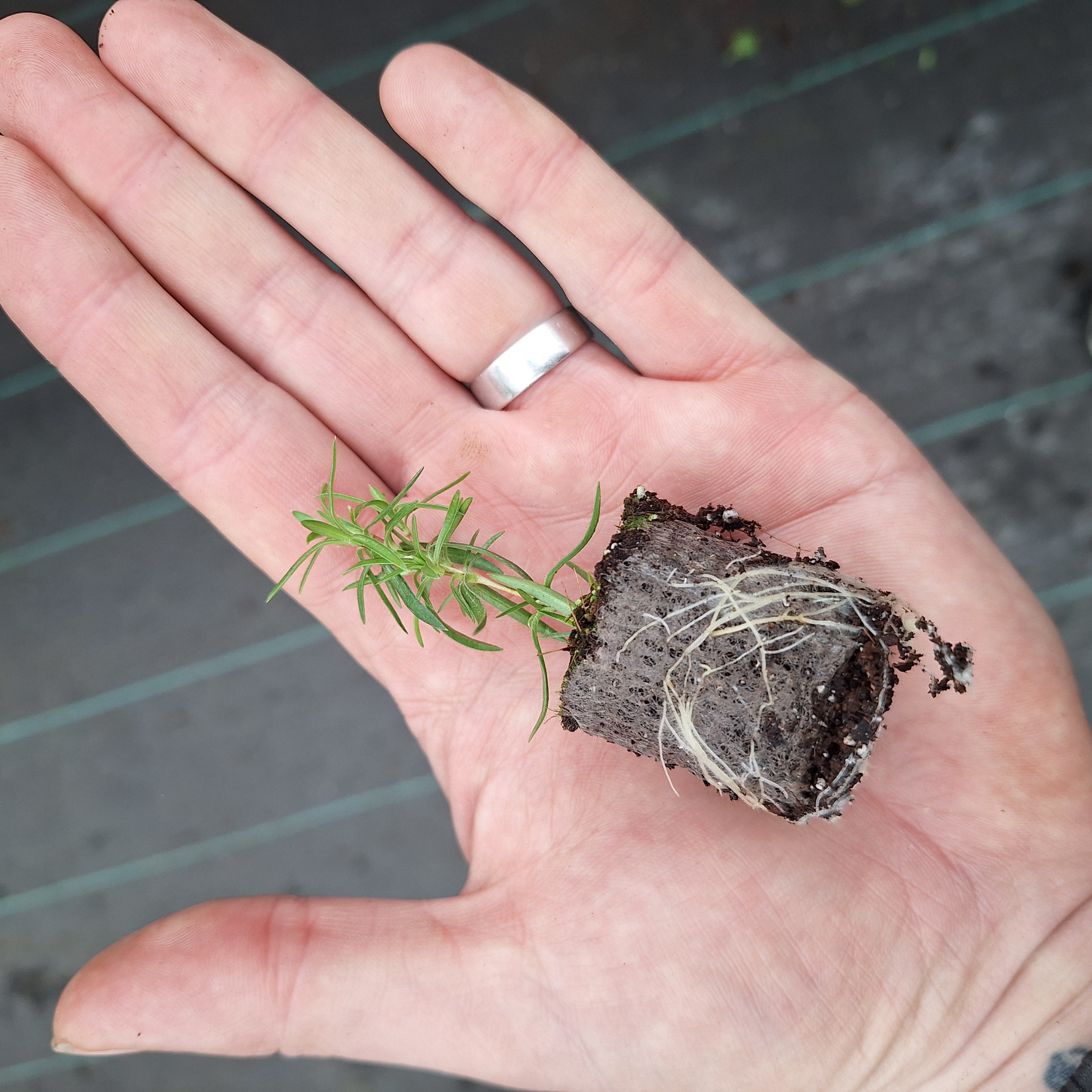 PHLOX DOUGLASII CRACKERJACK
