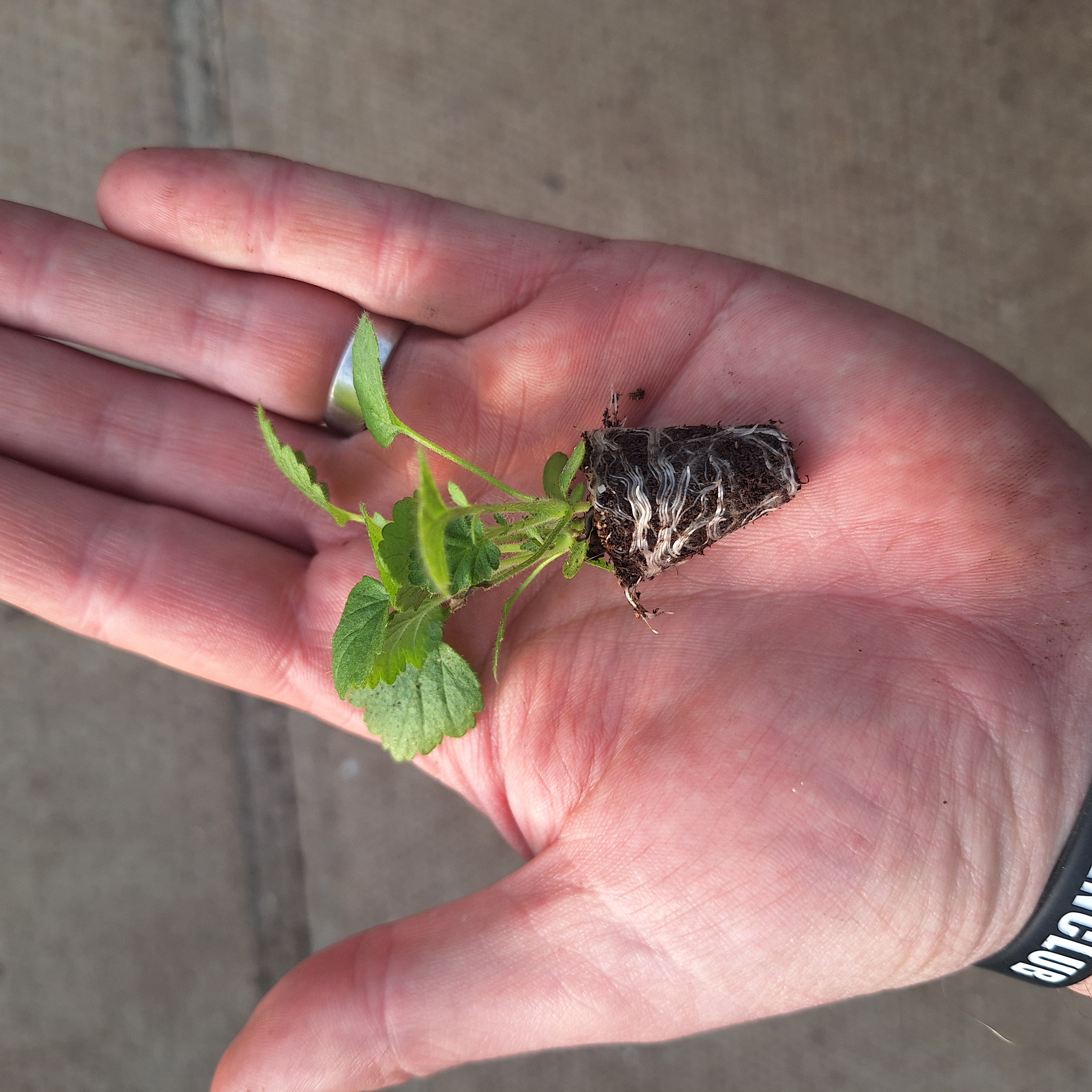 Geum – Mrs Bradshaw