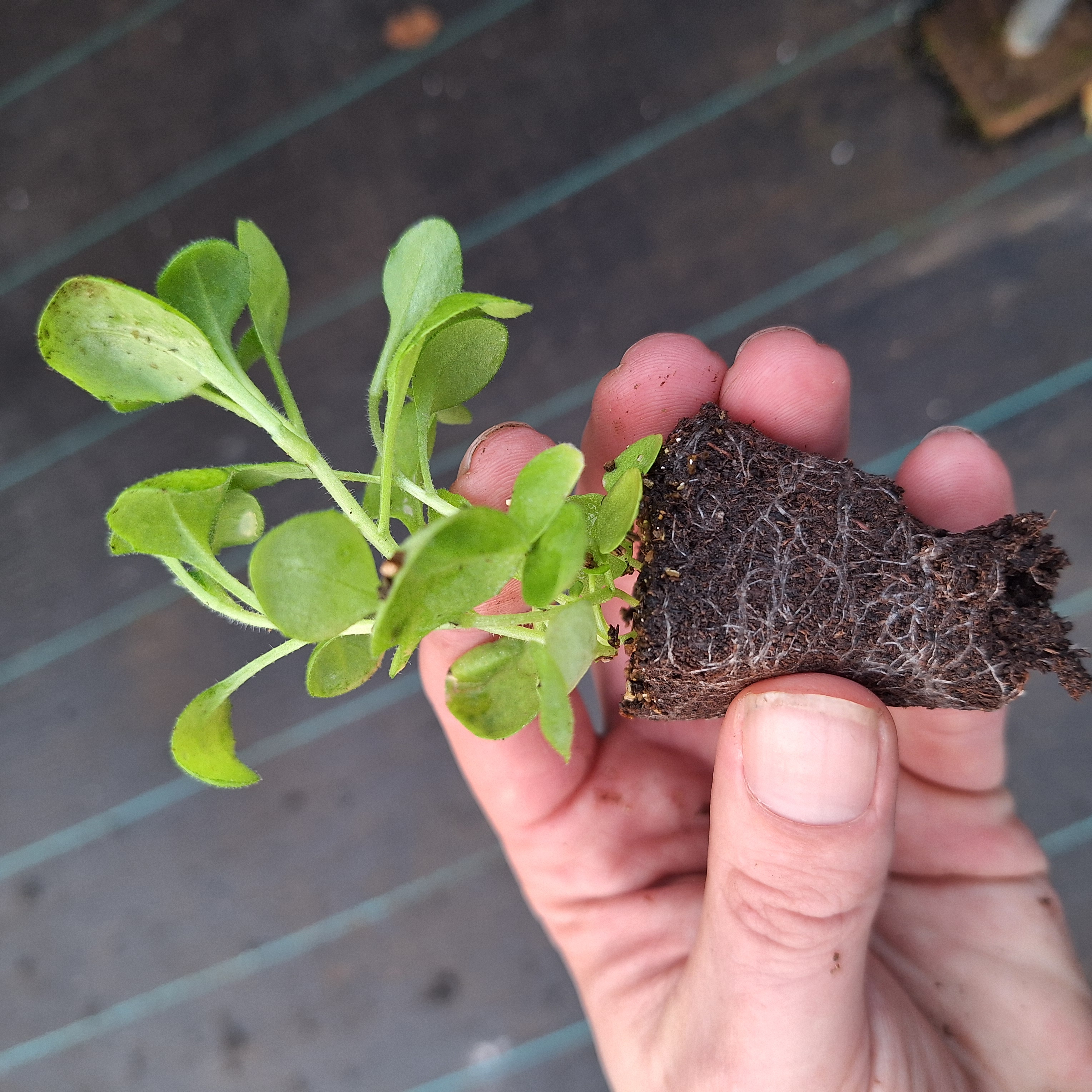 Aubrieta Audrey F1 Blue Shades