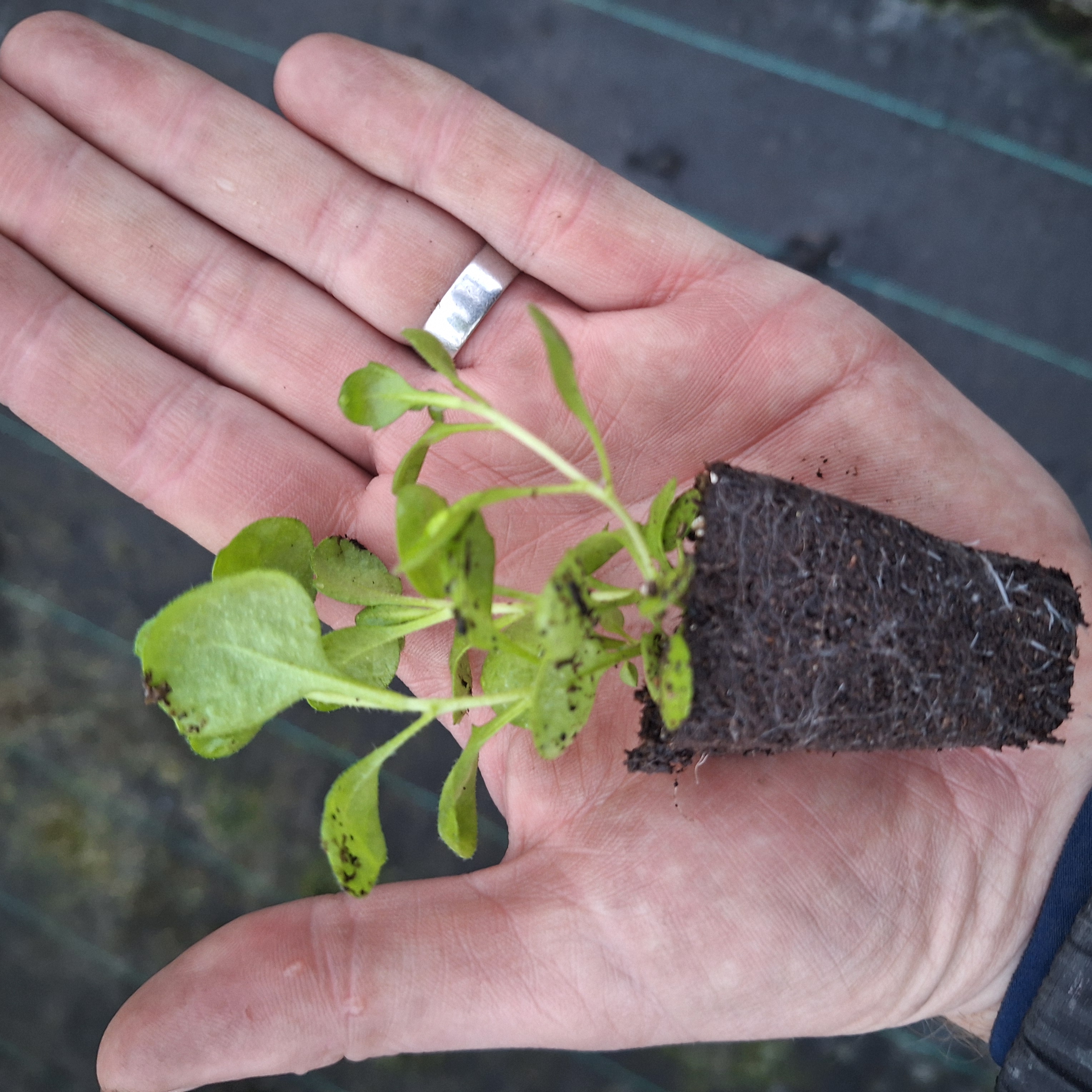 Aubrieta Audrey F1 Red Shades