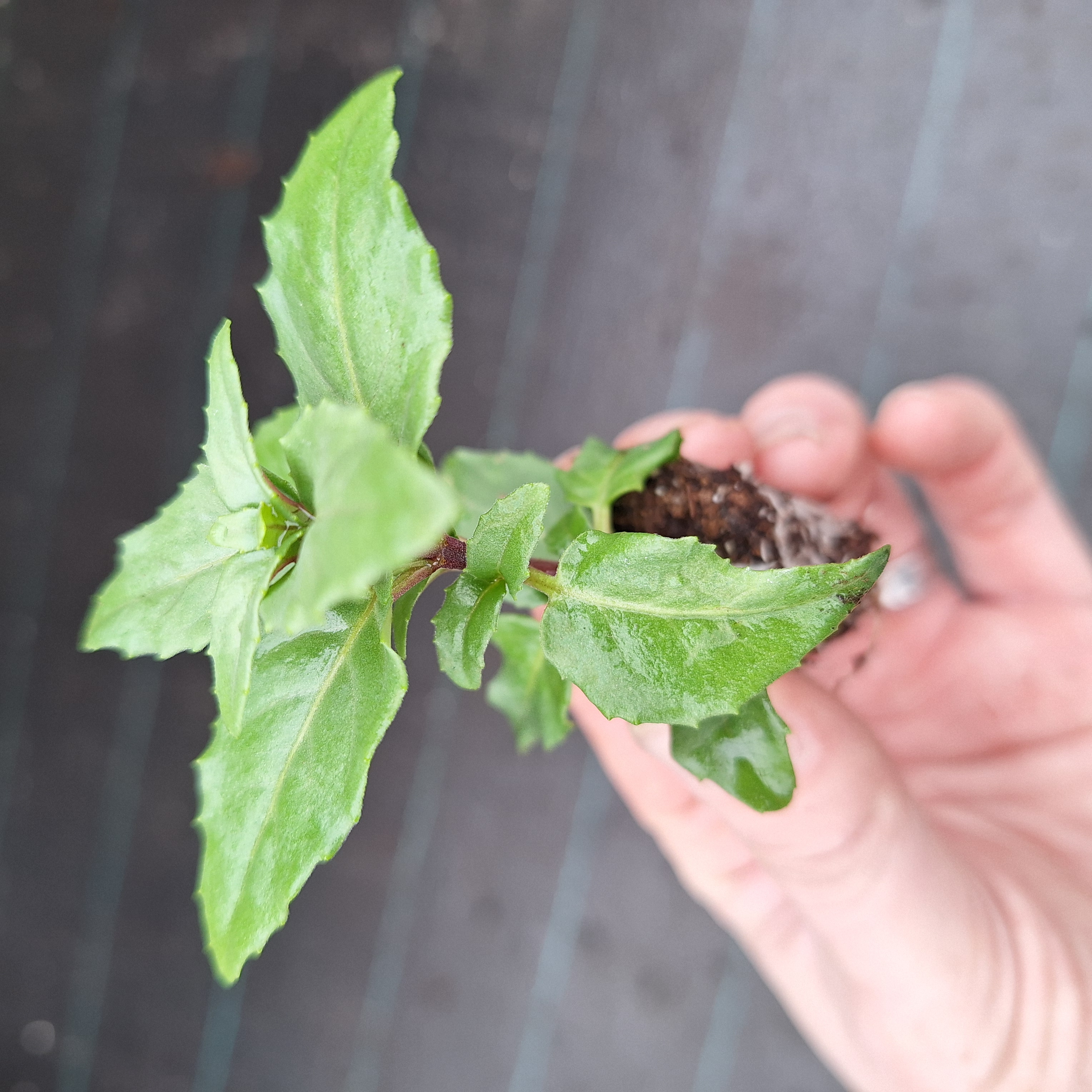 FUCHSIA BELLA(R) DIANA (B)