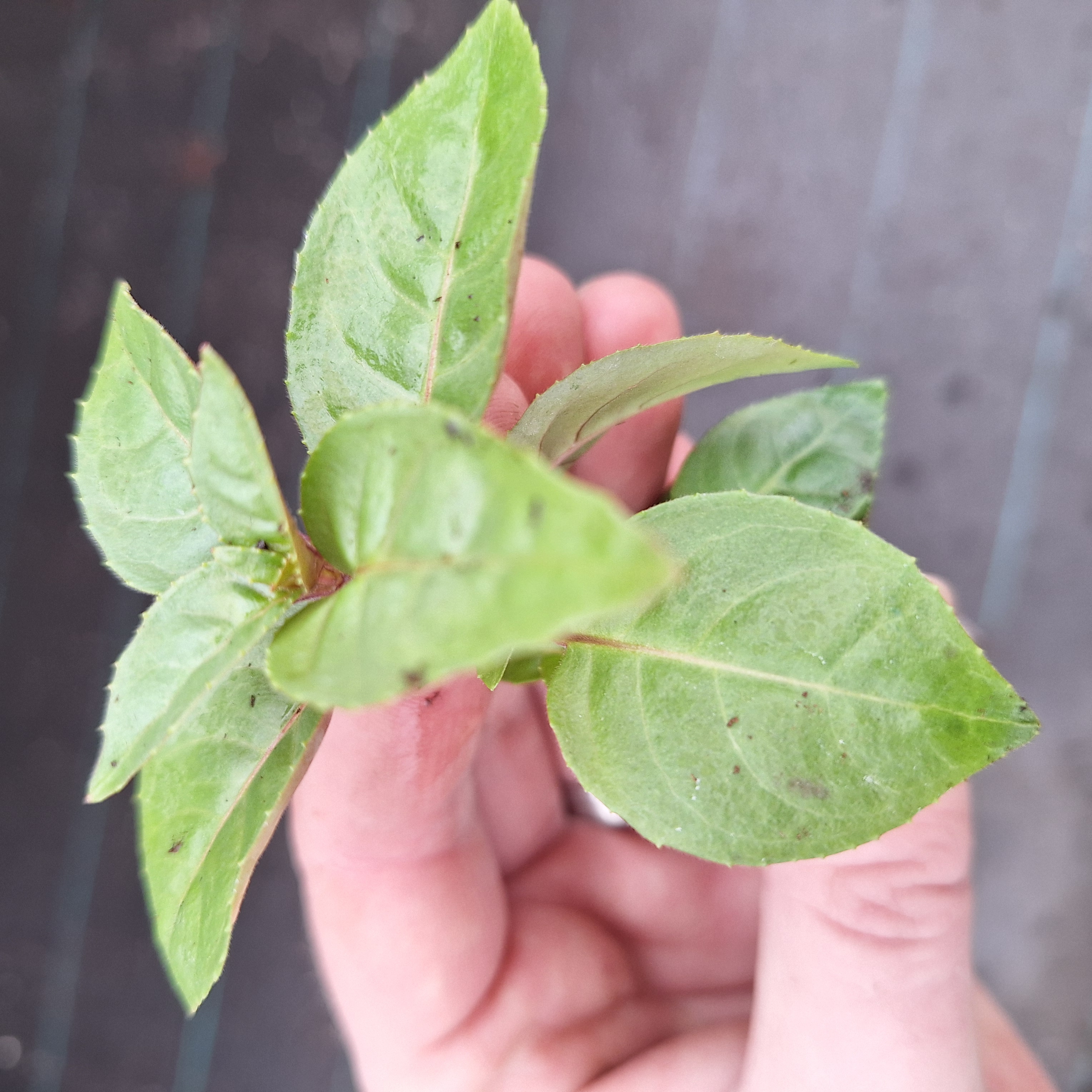 FUCHSIA BELLA(R) MARIA (T)