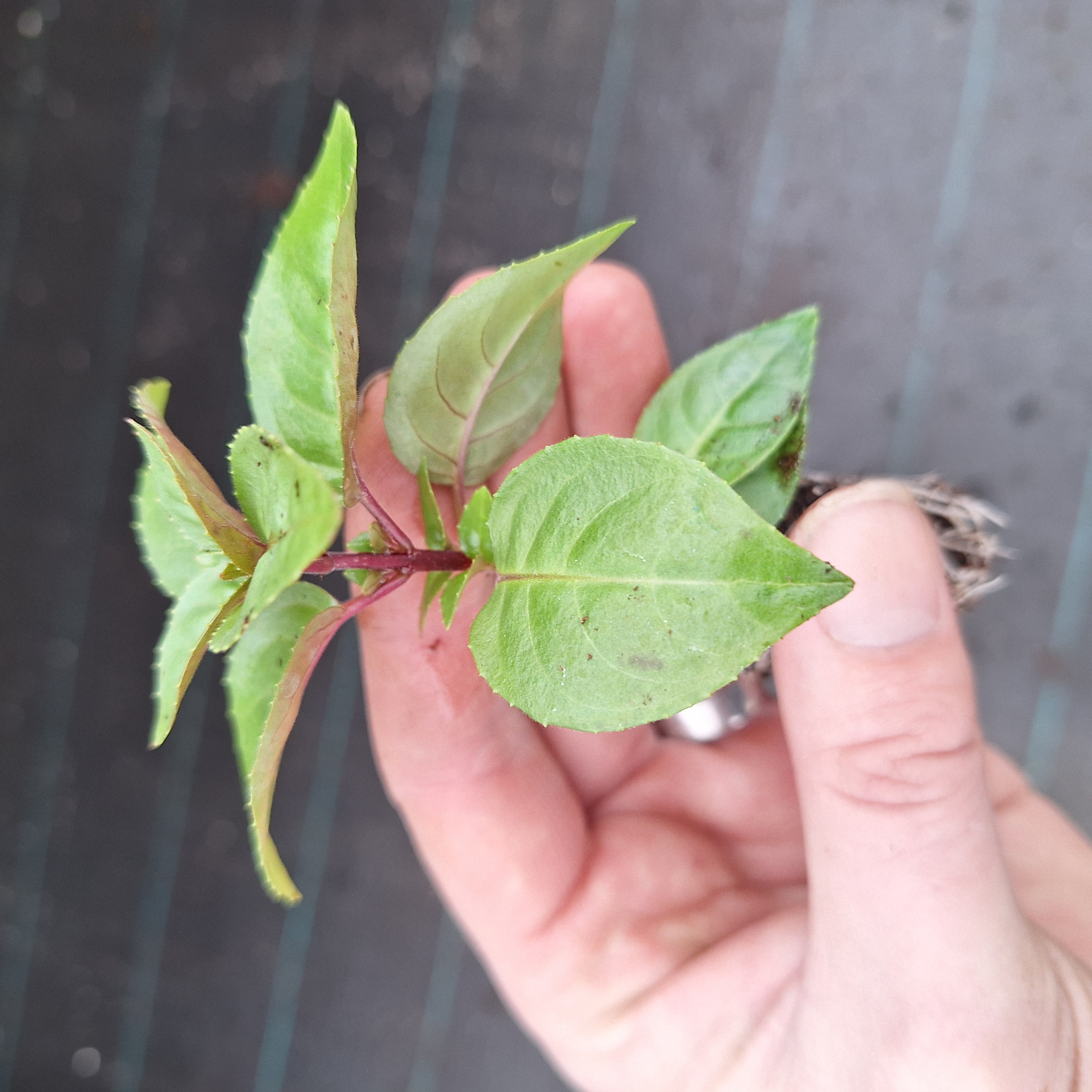 FUCHSIA BELLA(R) MARIA (T)