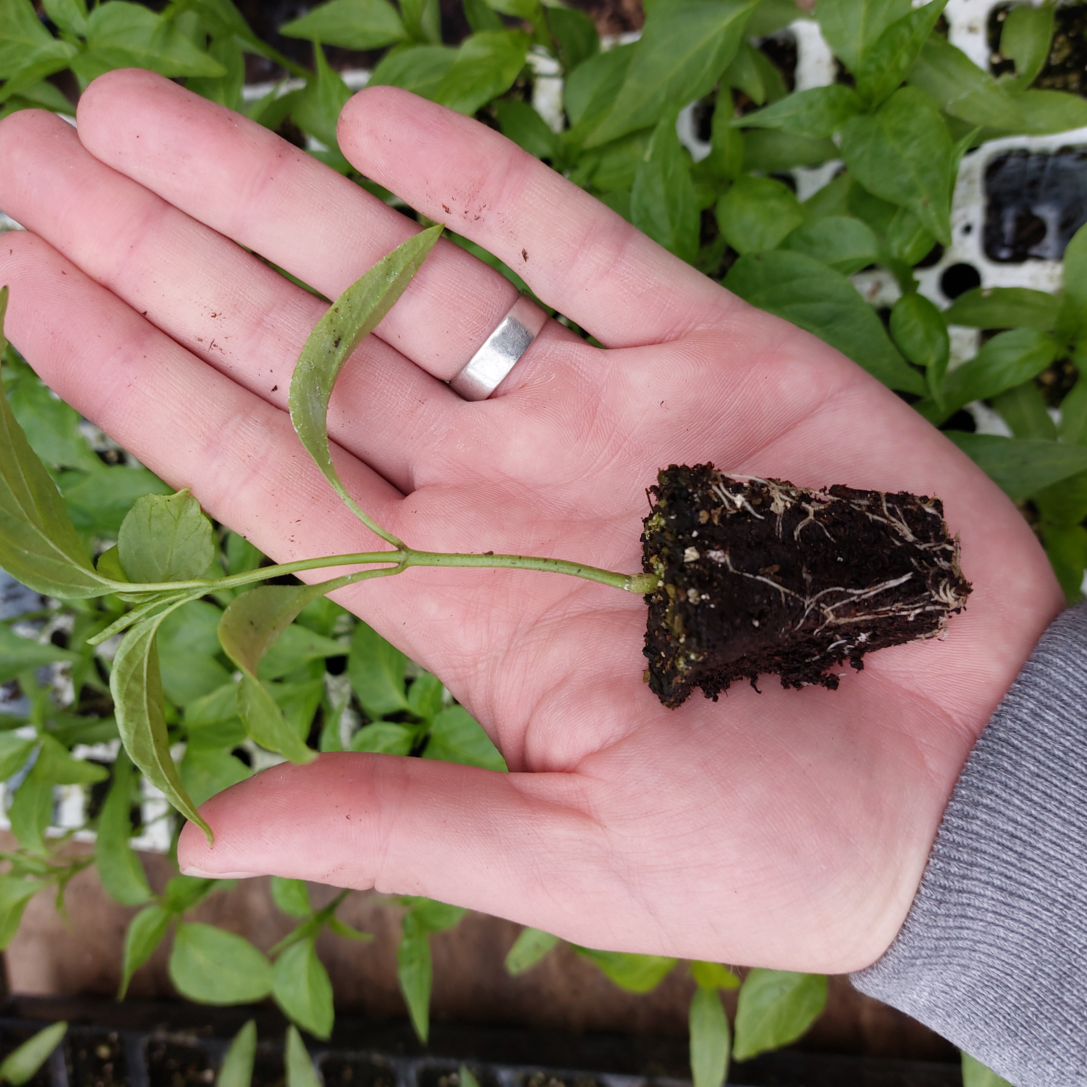 Pepper - Hot Chilli Lemon Drop