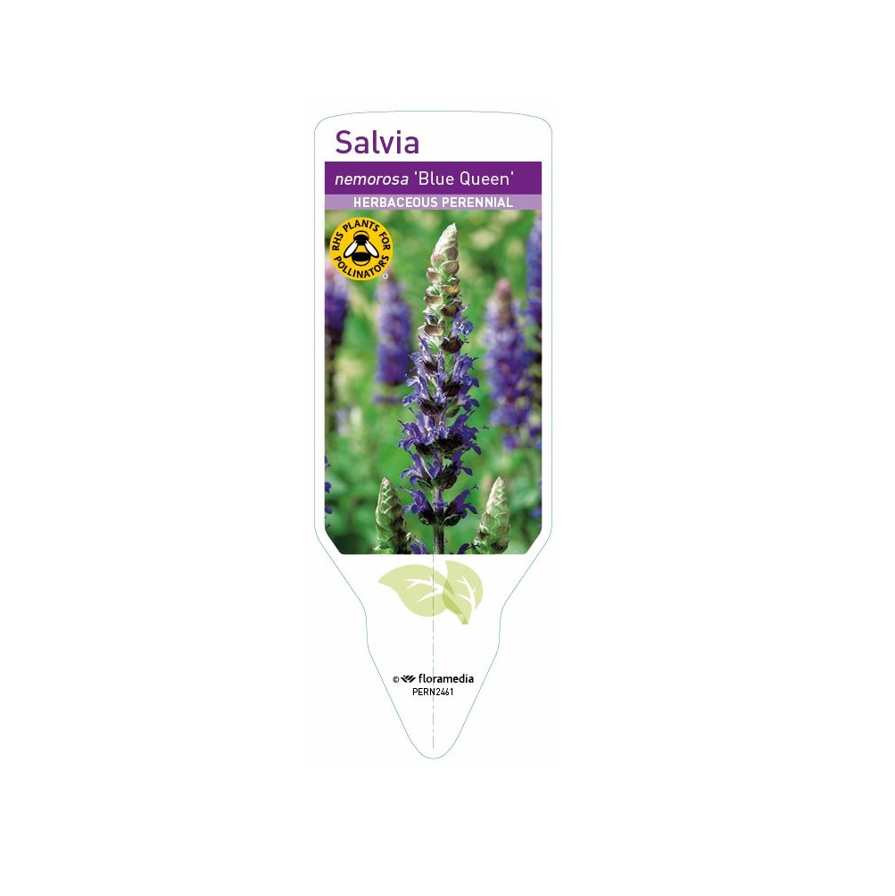 Salvia Nemorosa – Blue Queen