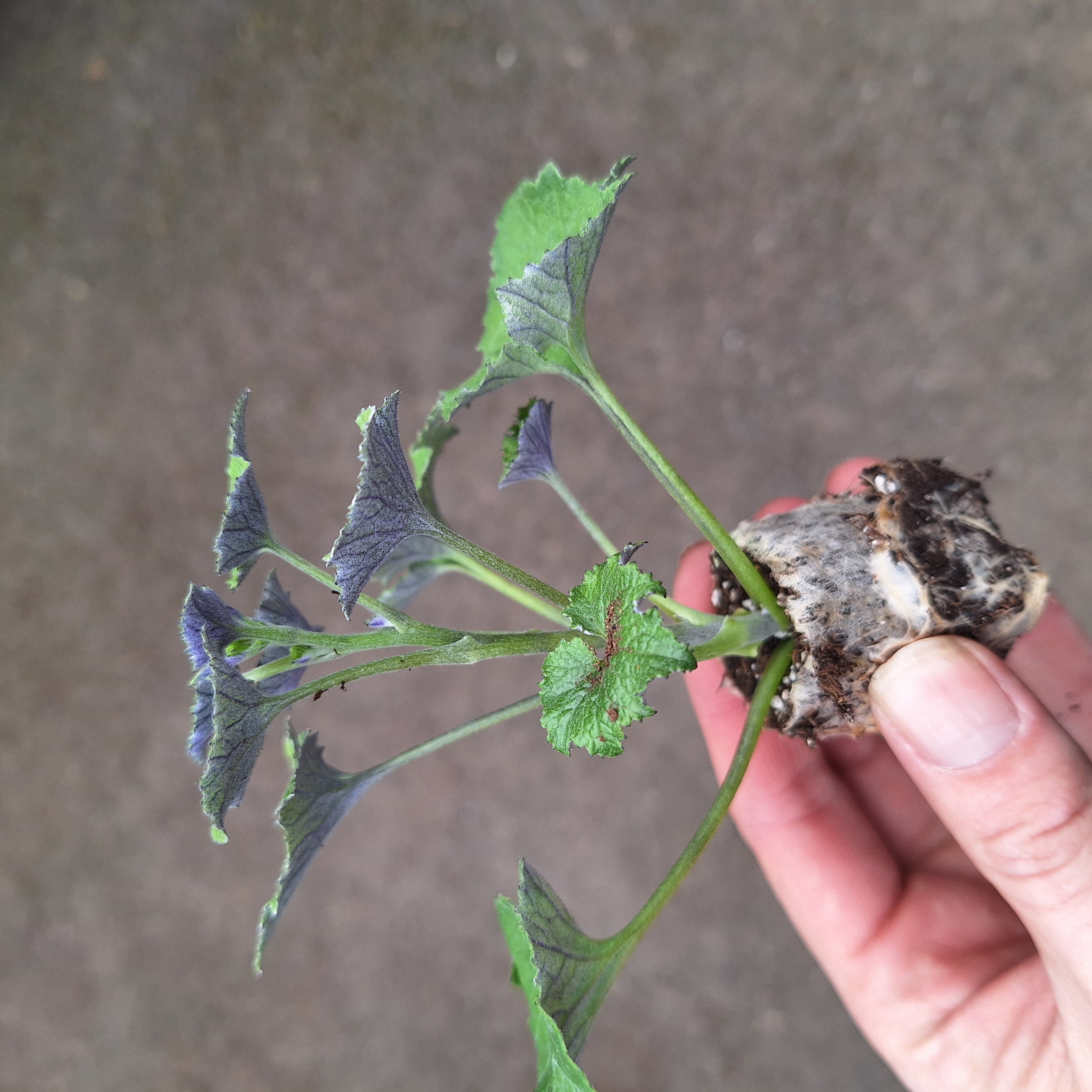 SENECIO SENETTI(R) BLUE BICOLOUR 15
