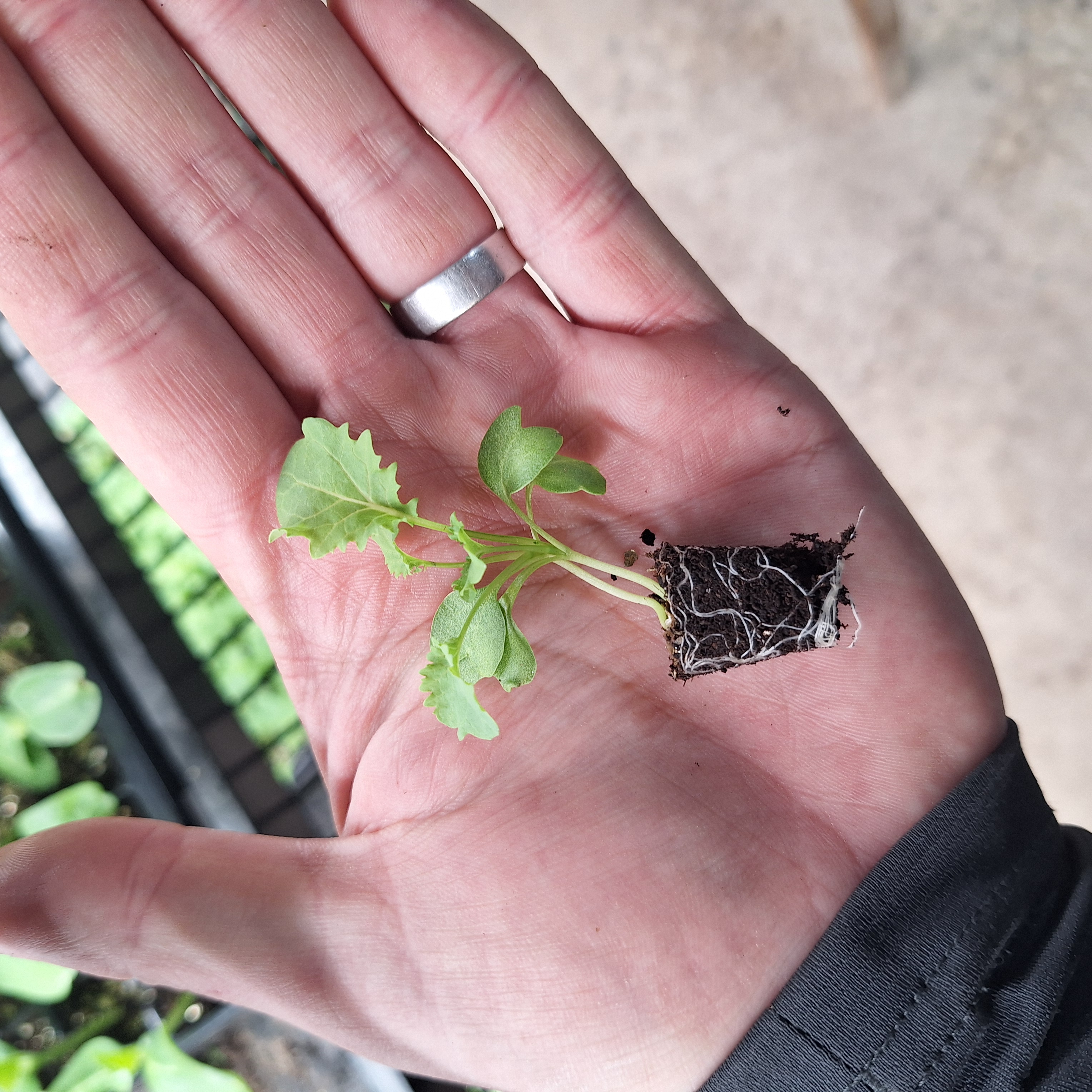 Kale - Borecole Dwarf Green Curled