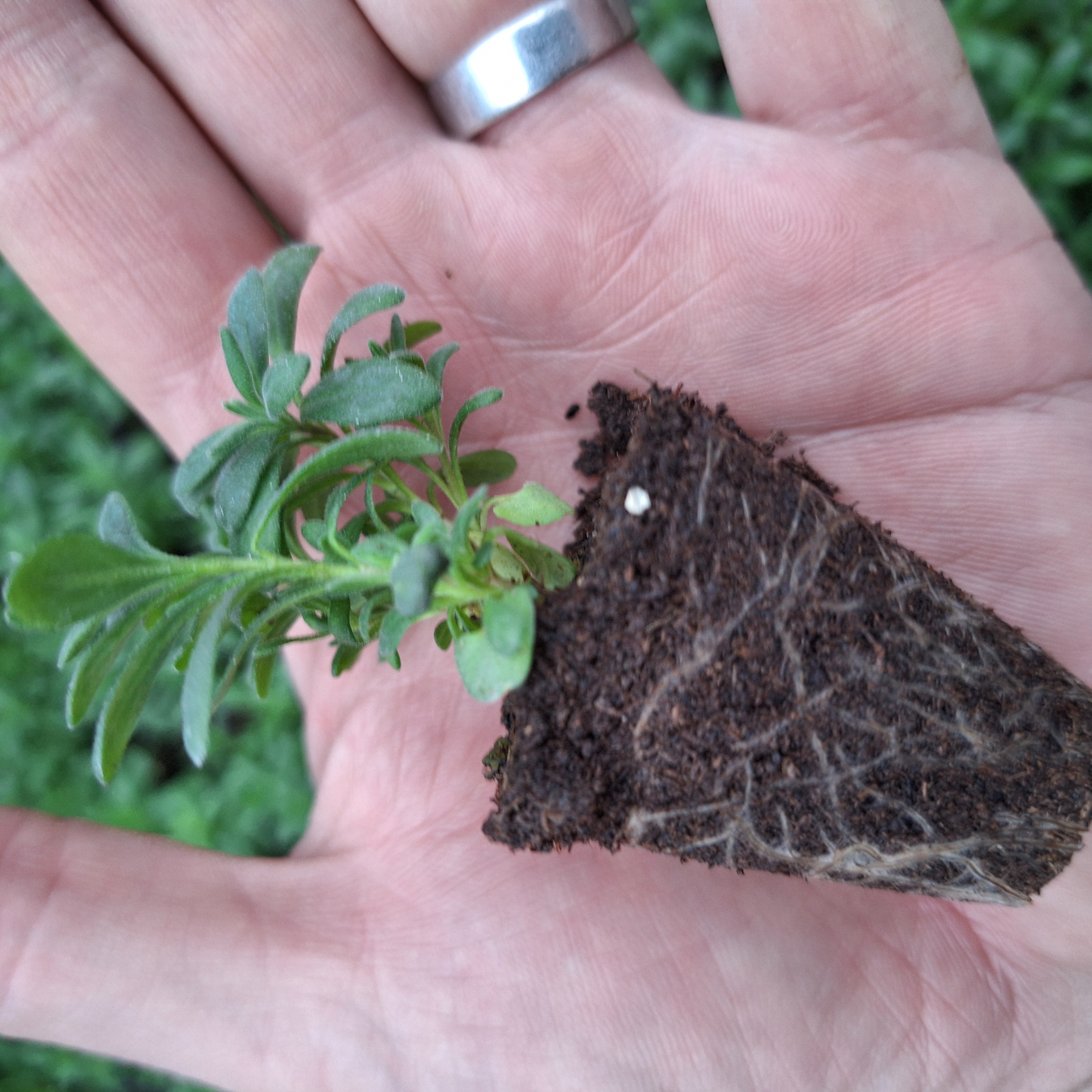 LAVENDULA HIDCOTE BLUE STRAIN (Seed Raised)