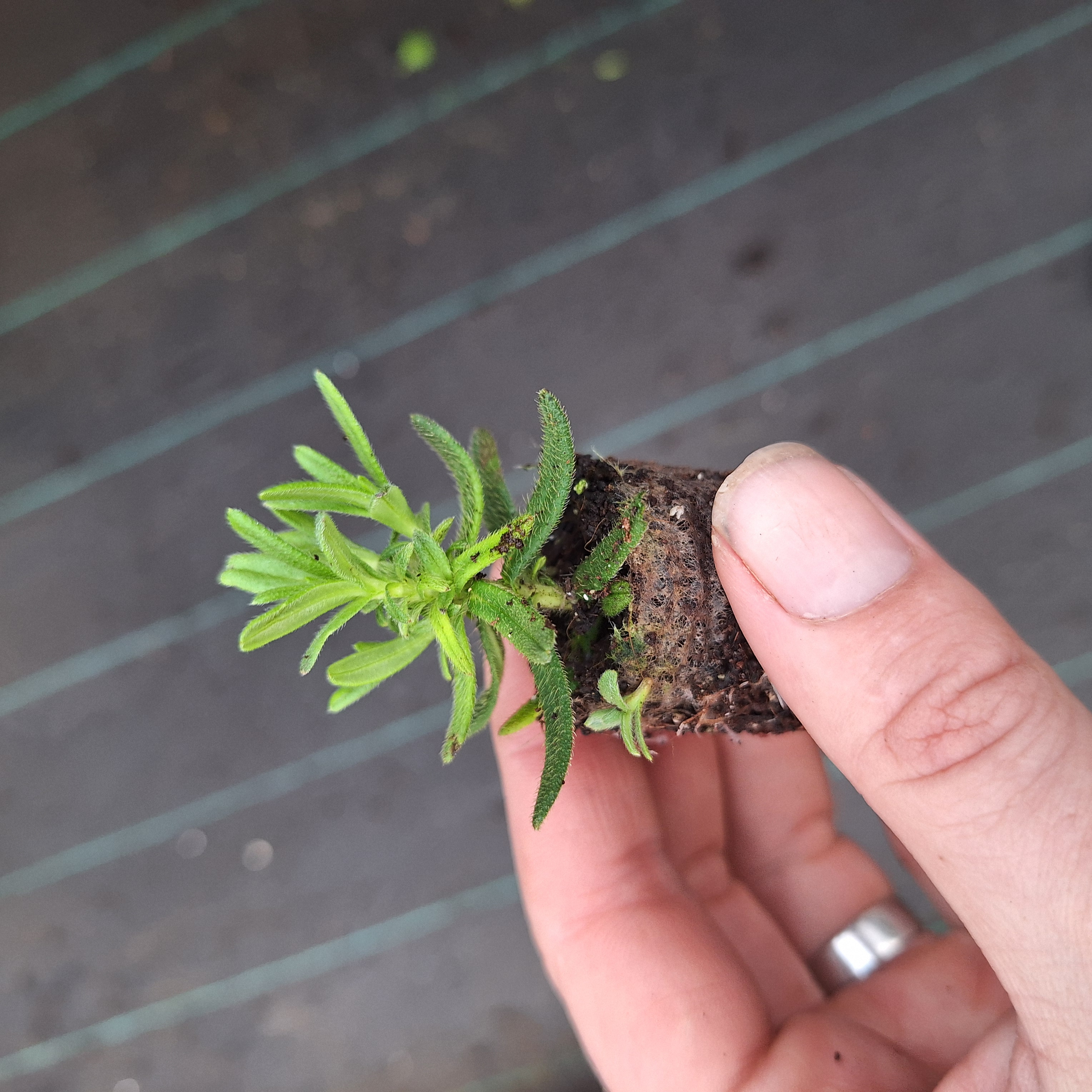 LITHODORA HEAVENLY BLUE