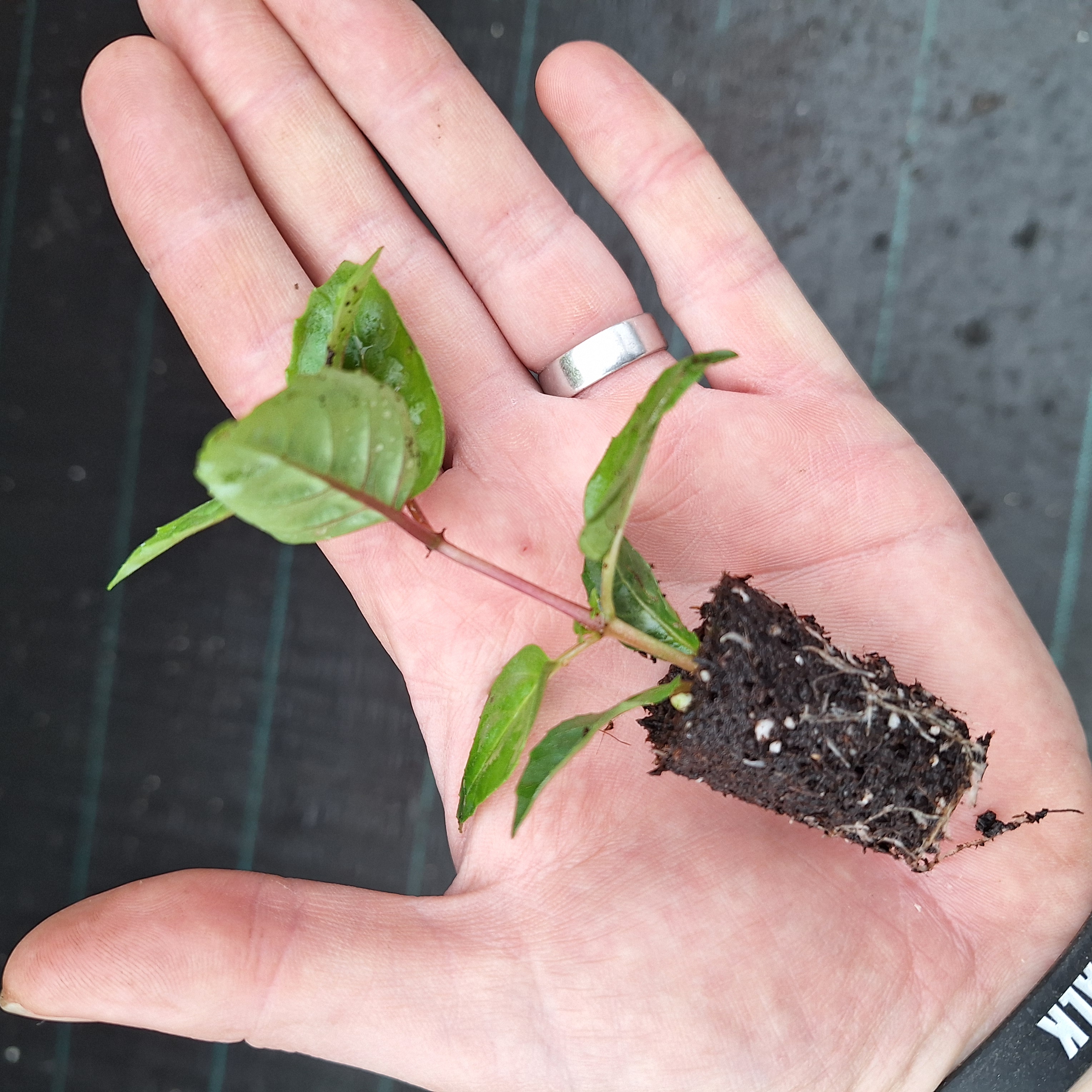 FUCHSIA BELLA(R) LAURA (T)