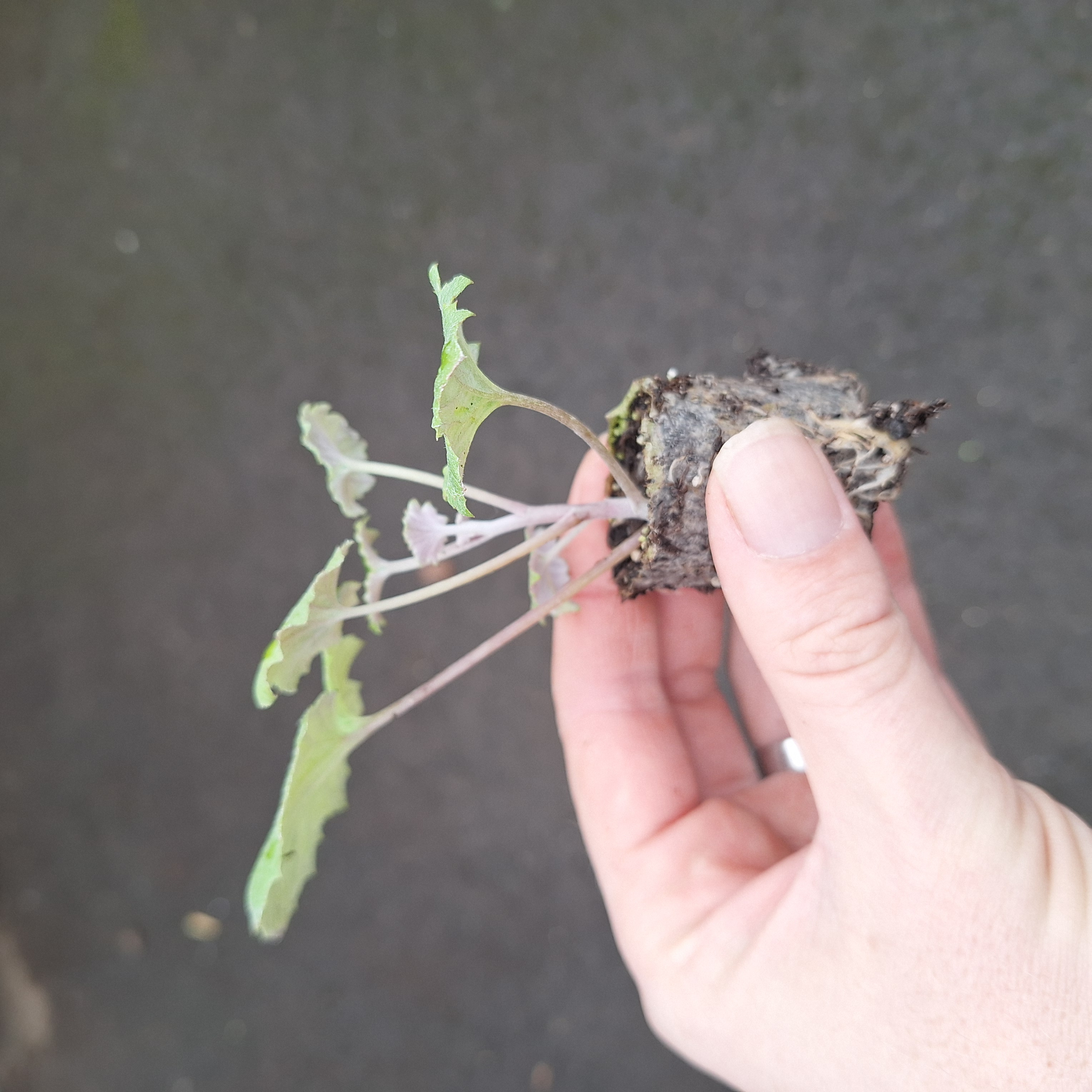 SENECIO SENETTI(R) MAGENTA BICOLOUR