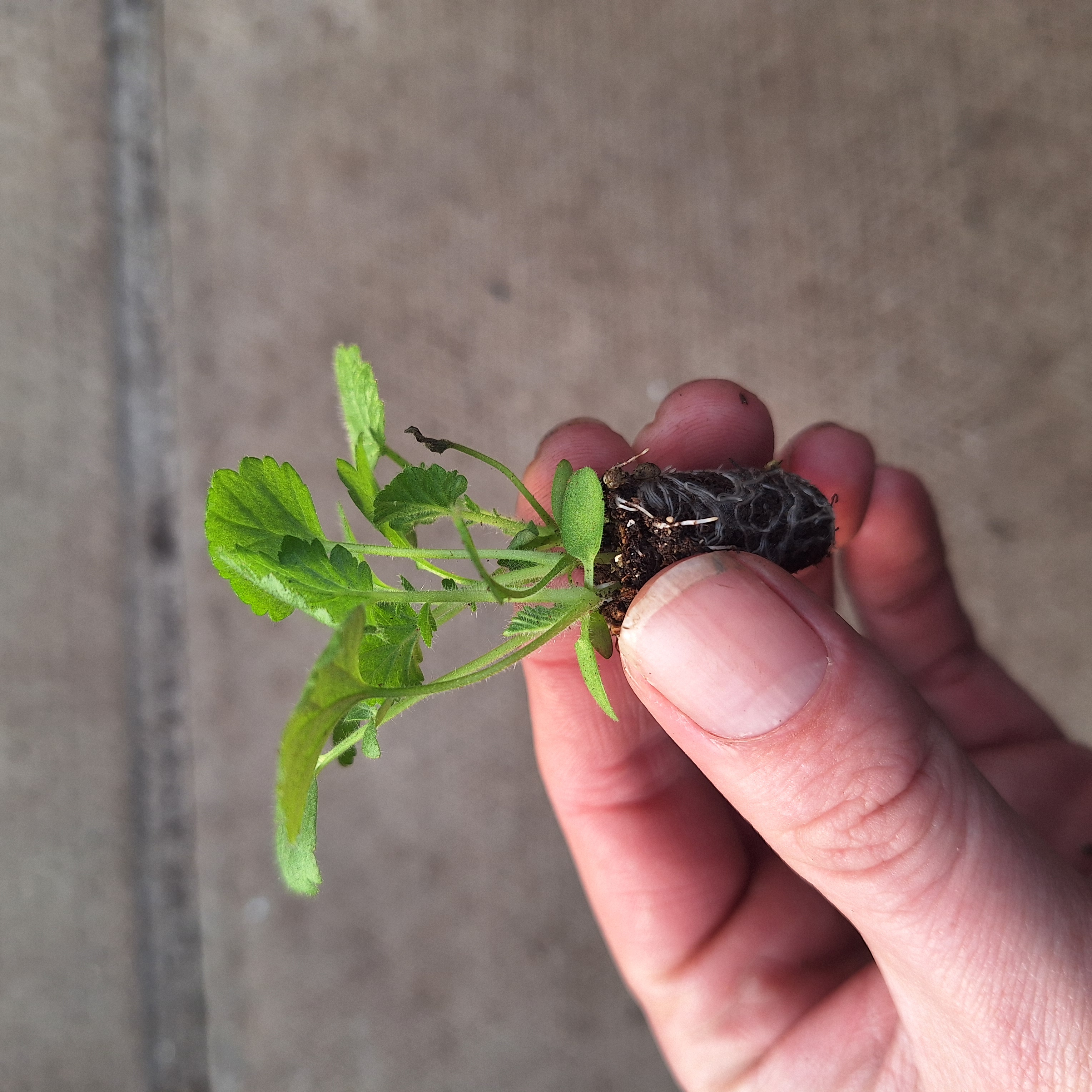 Geum – Mrs Bradshaw