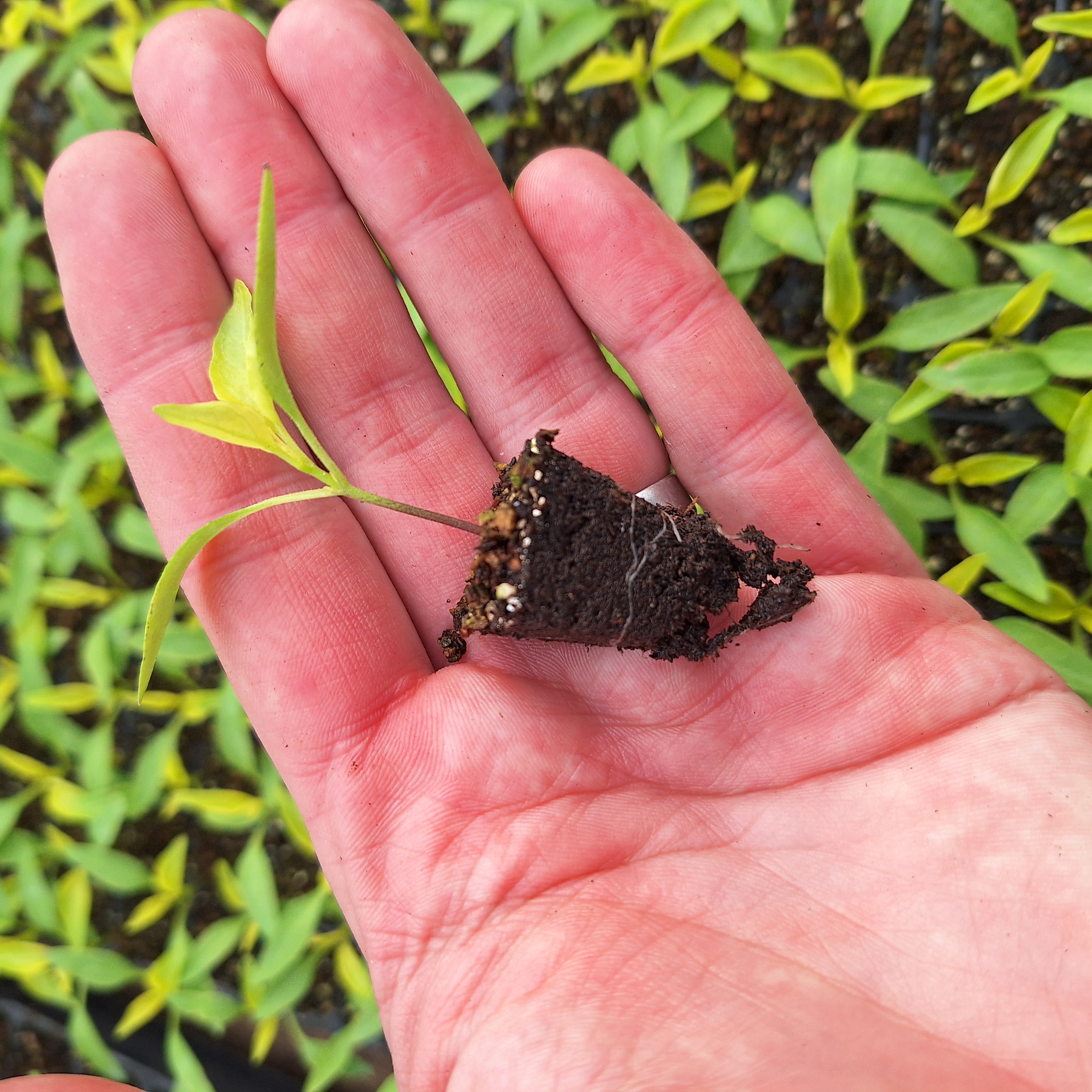 Pepper - Hot Chilli Shakira F1