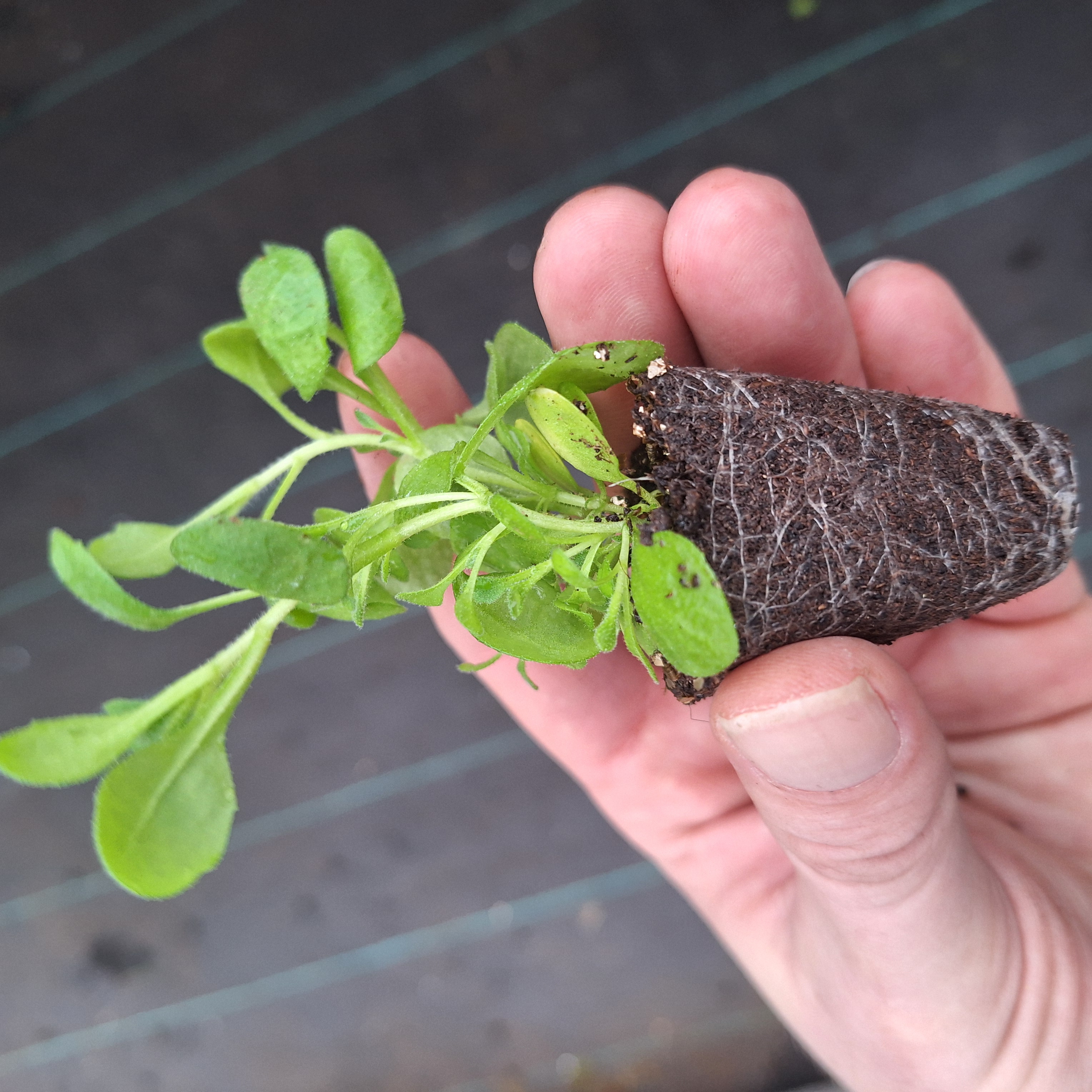 Aubrieta Audrey F1 Purple Shades