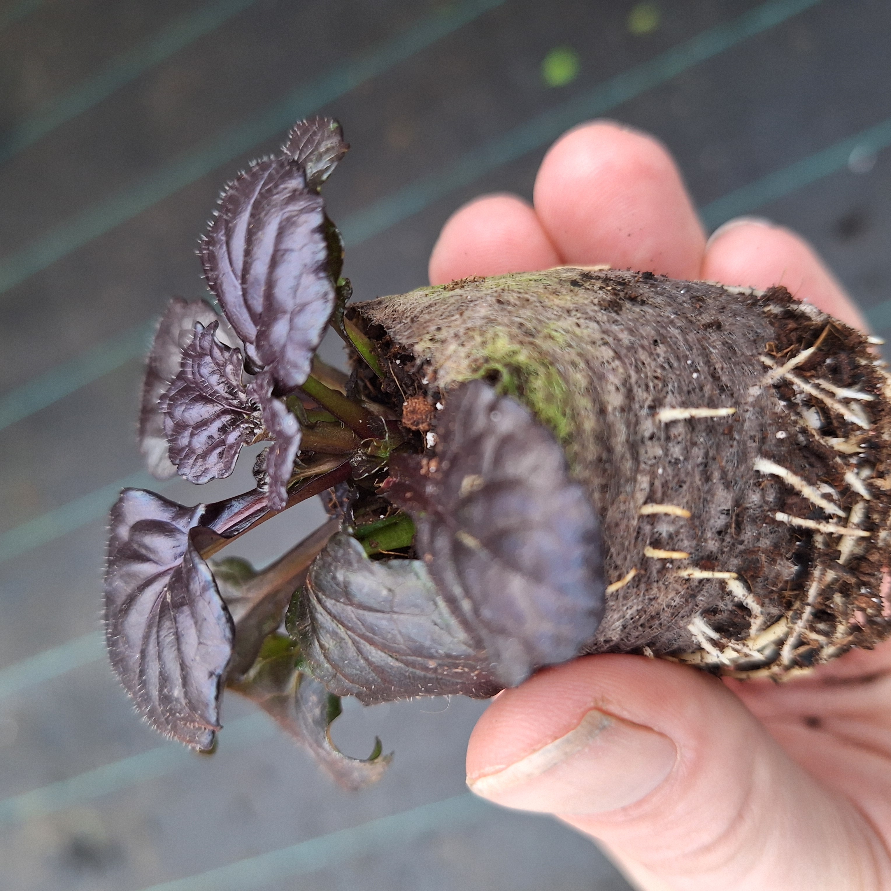 AJUGA REPTANS BLACK SCALLOP