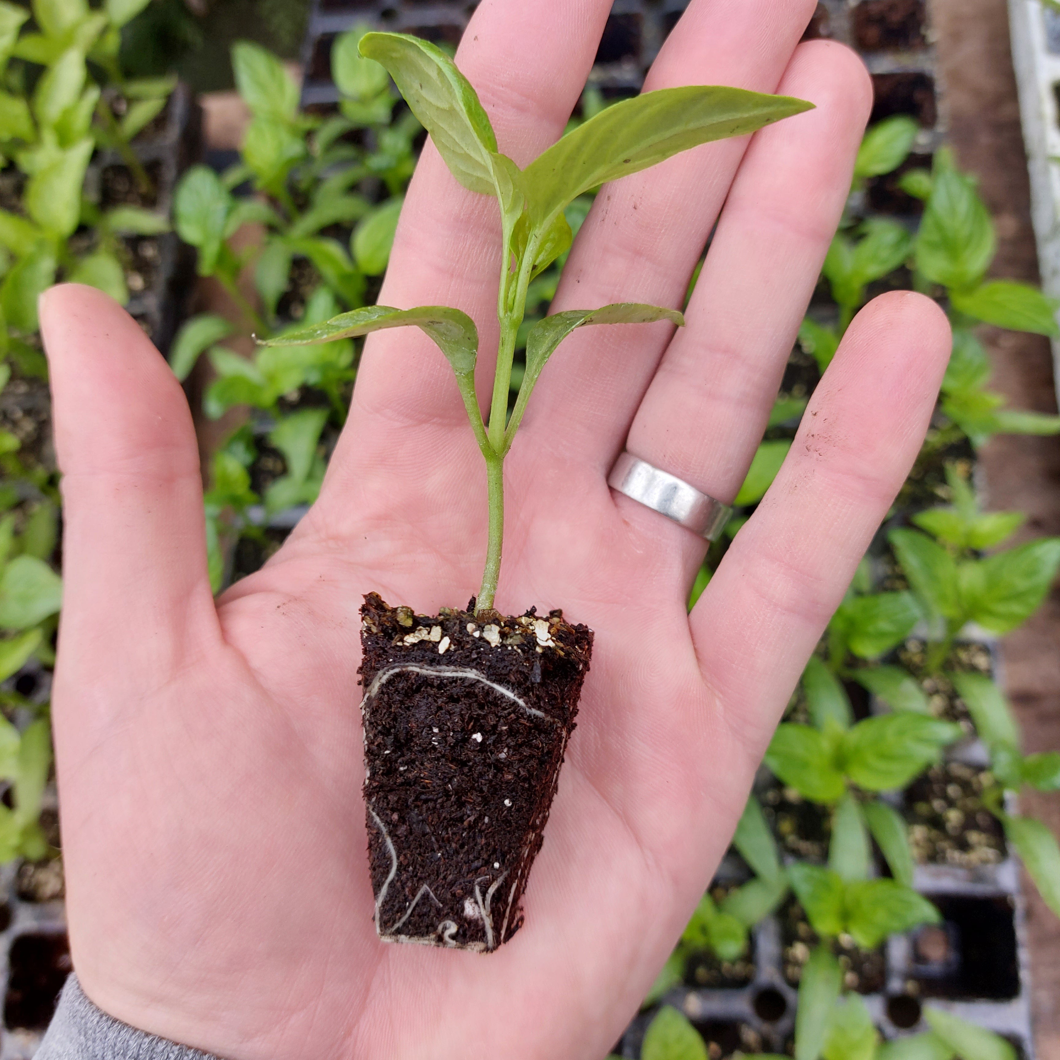 Pepper - Sweet Banana