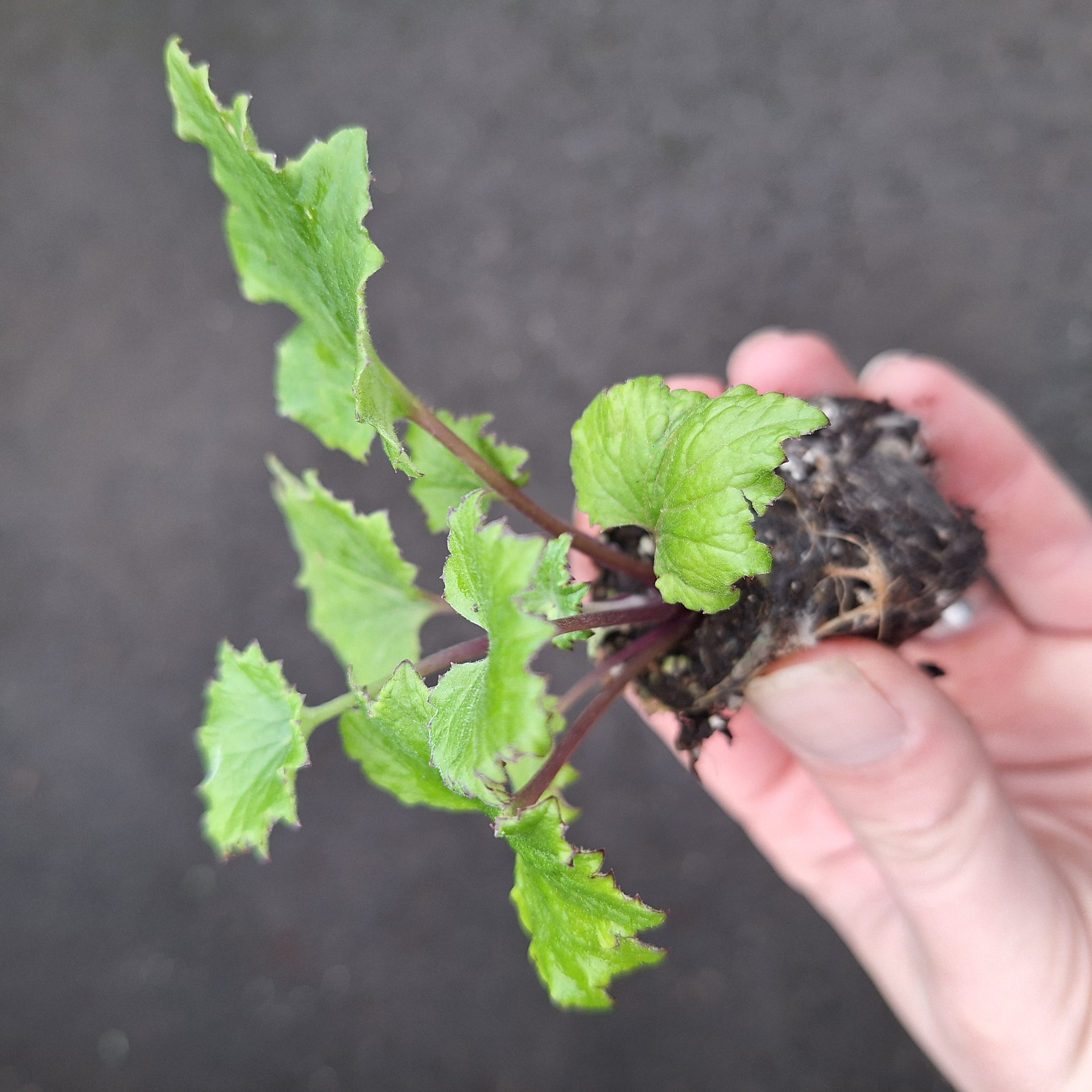 SENECIO SENETTI(R) BRIGHT CARMINE