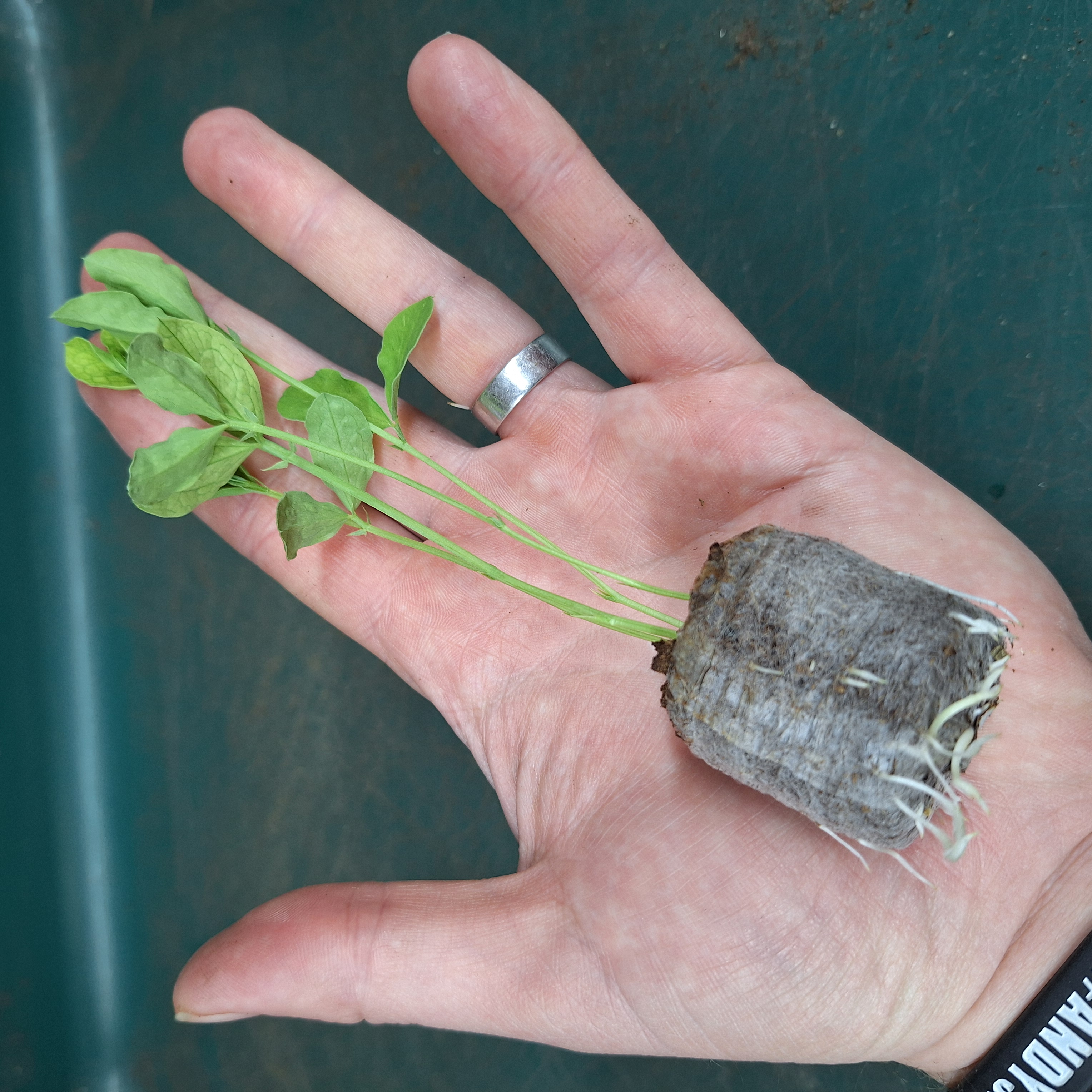 Sweet Pea Mammoth Mix