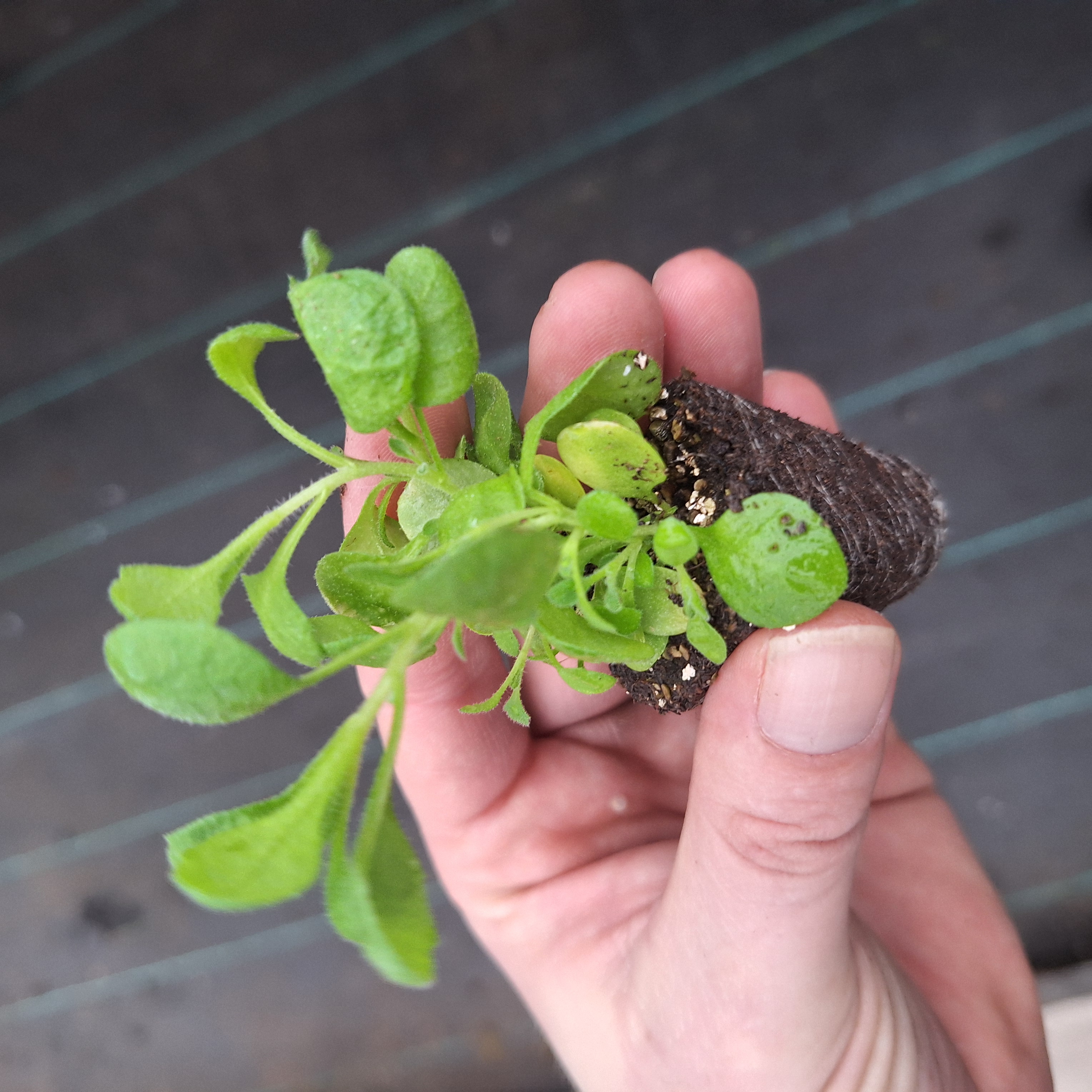 Aubrieta Audrey F1 Purple Shades