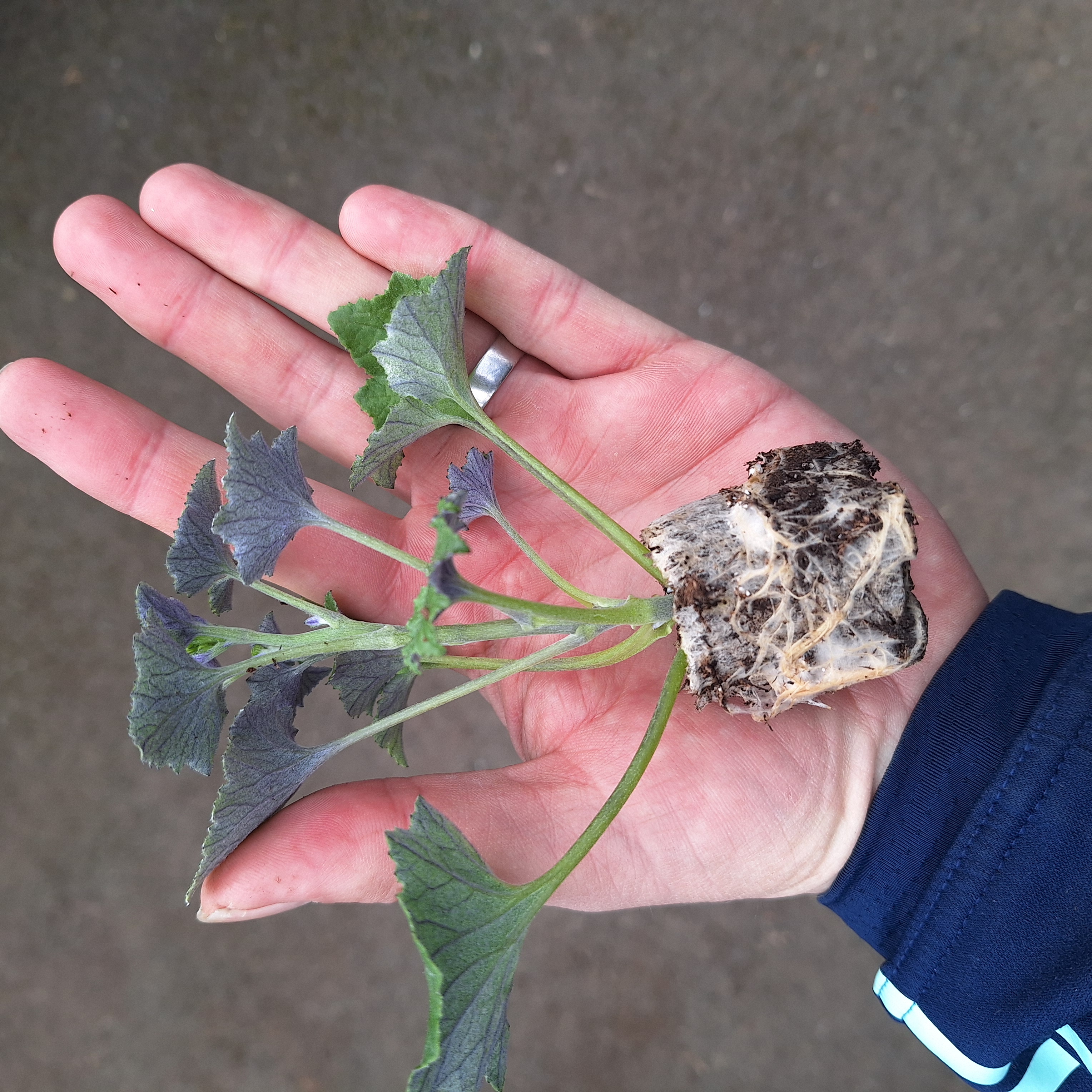 SENECIO SENETTI(R) BLUE BICOLOUR 15