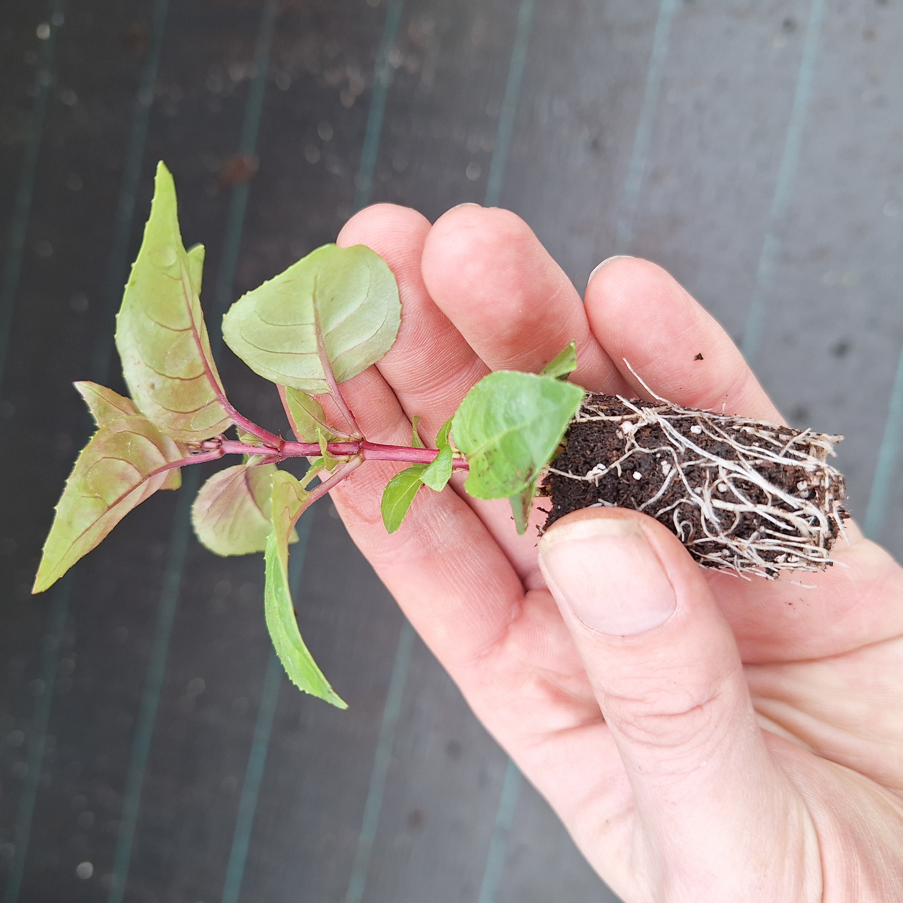 FUCHSIA BELLA(R) MARIA (T)