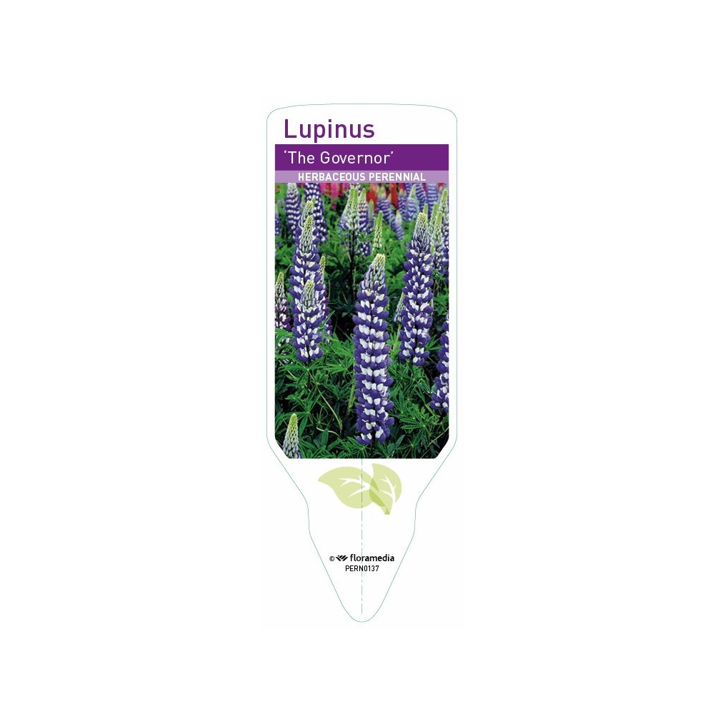 Lupin - Russell The Governor