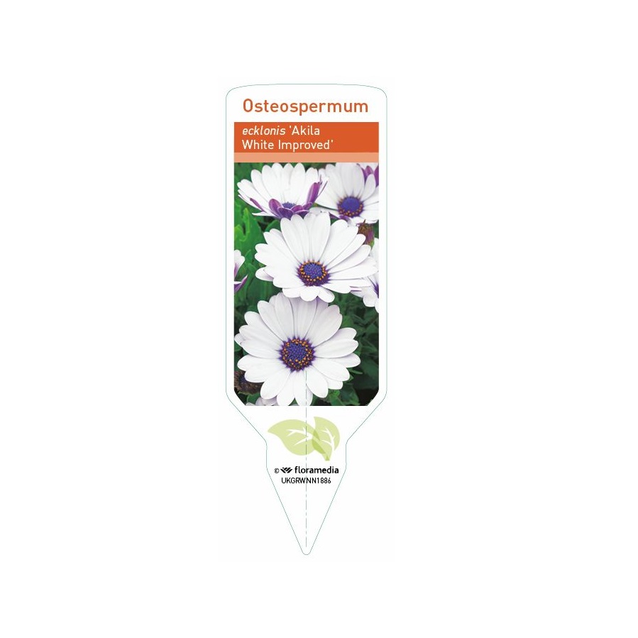 Osteospermum - Ecklonis Sky And Ice