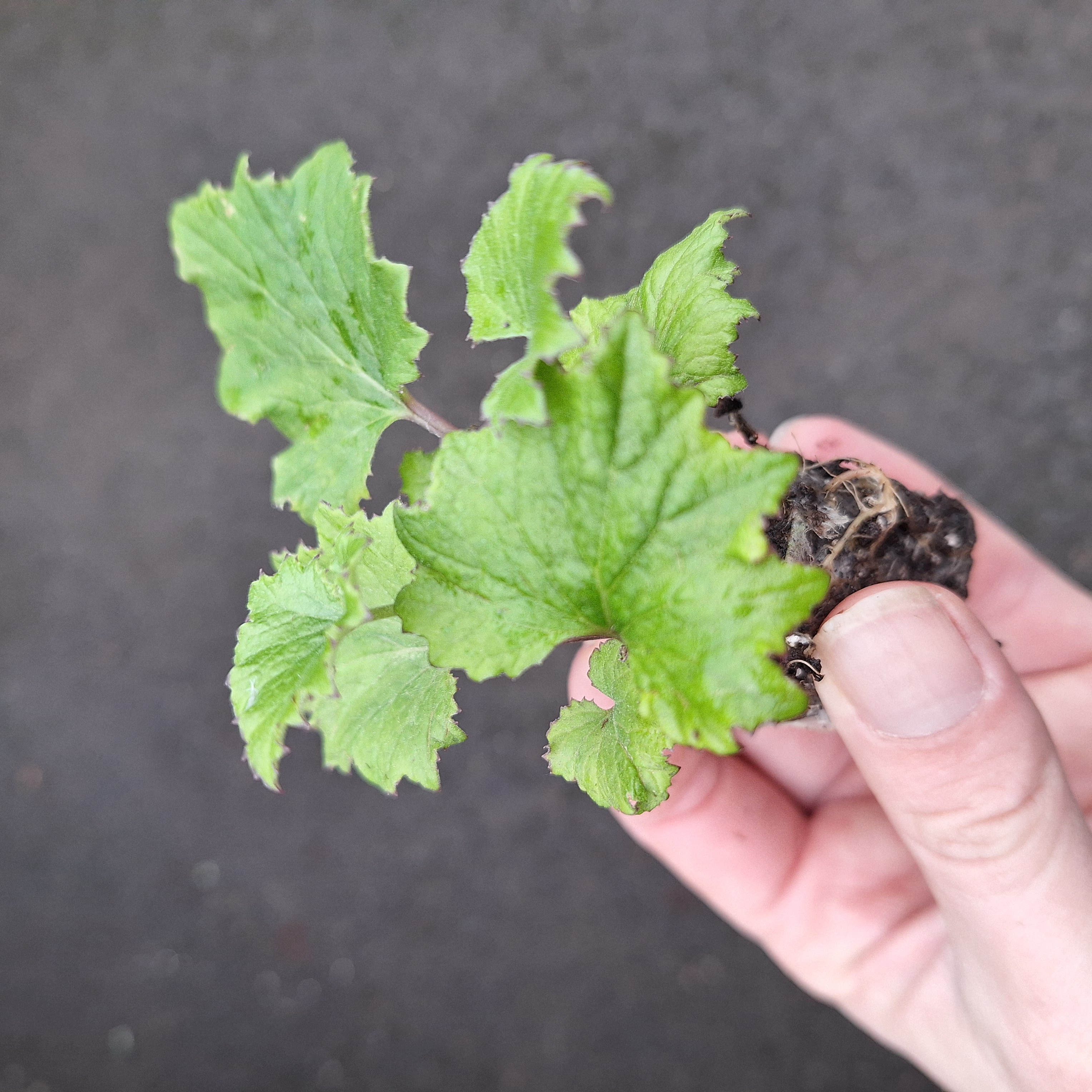 SENECIO SENETTI(R) BRIGHT CARMINE