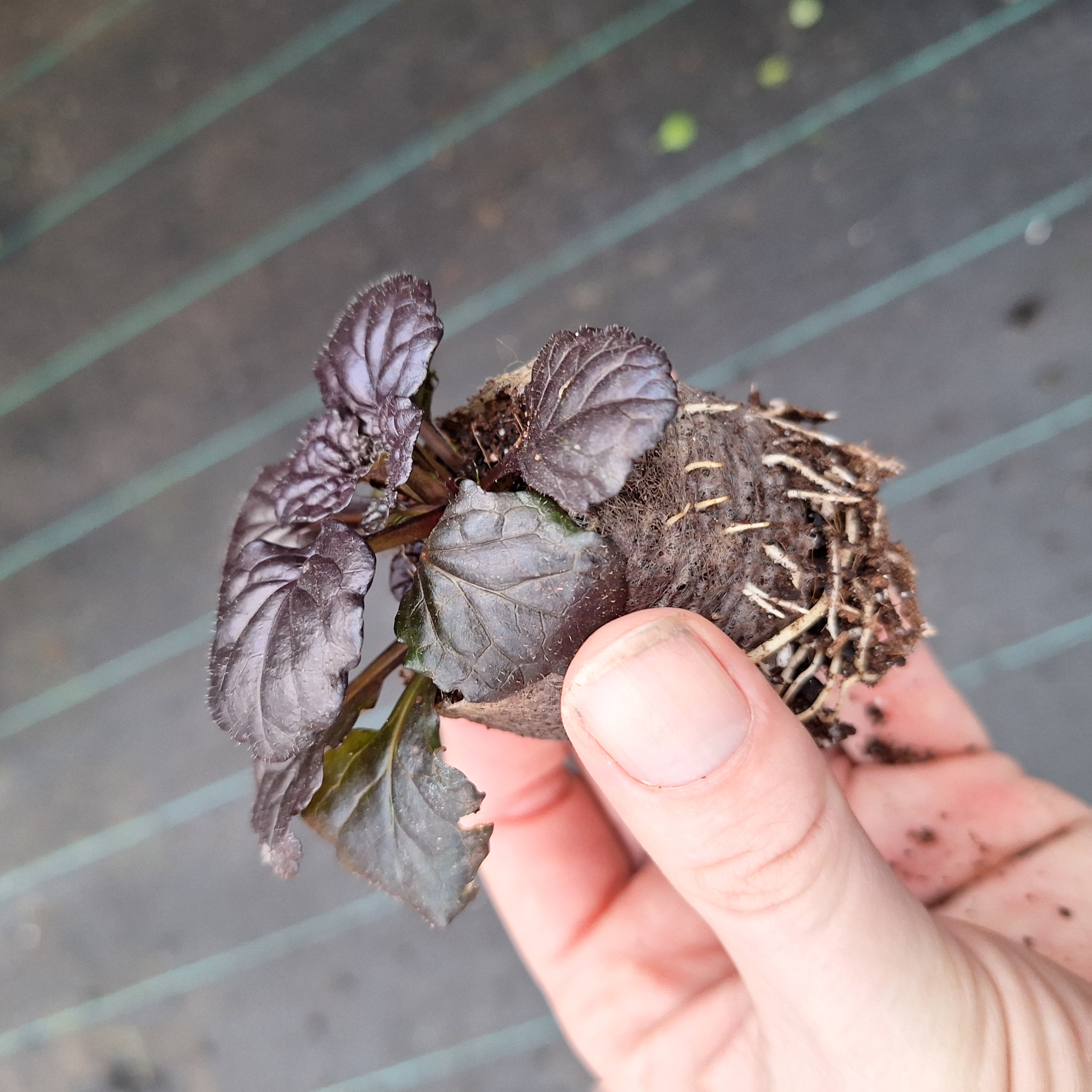 AJUGA REPTANS BLACK SCALLOP