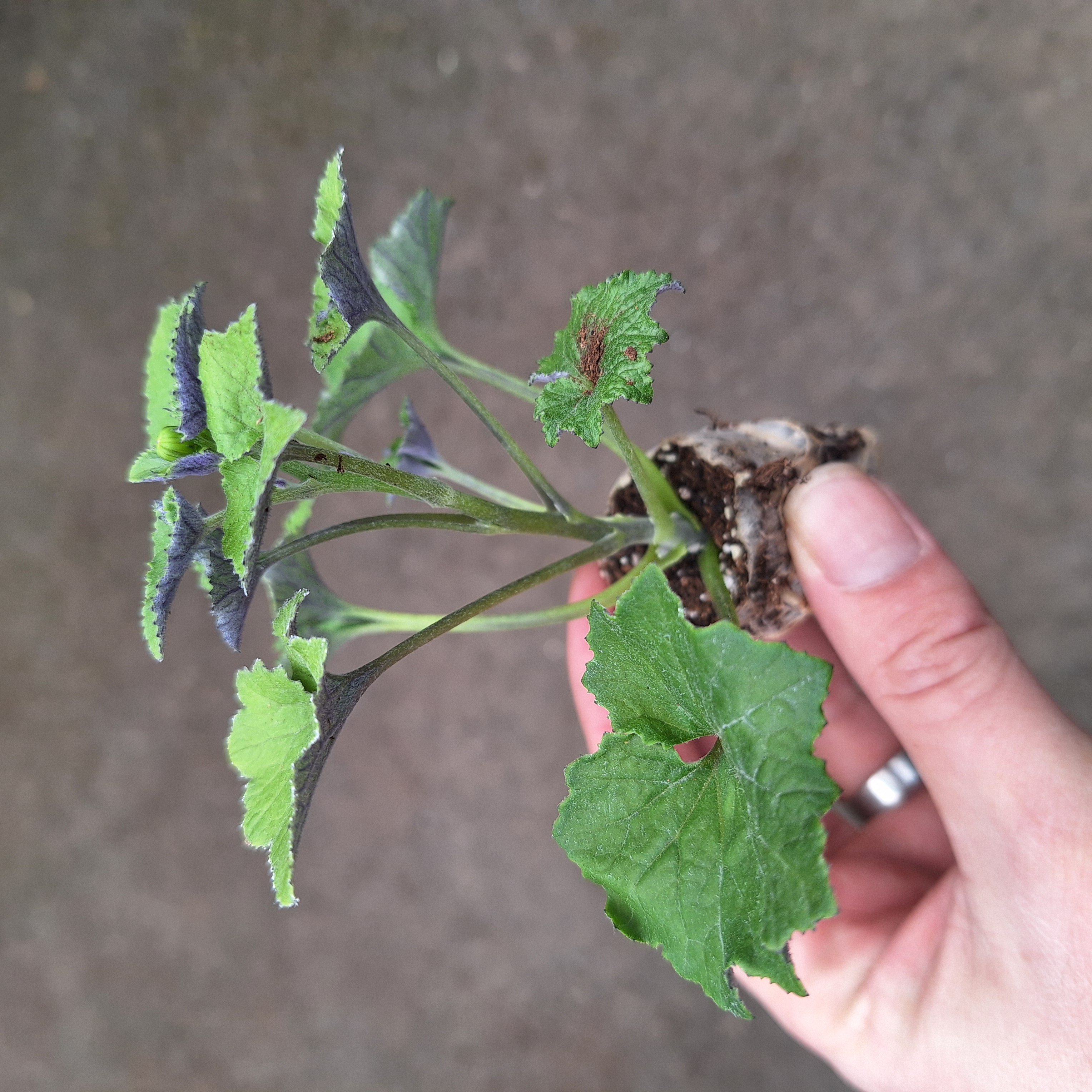SENECIO SENETTI(R) BLUE BICOLOUR 15