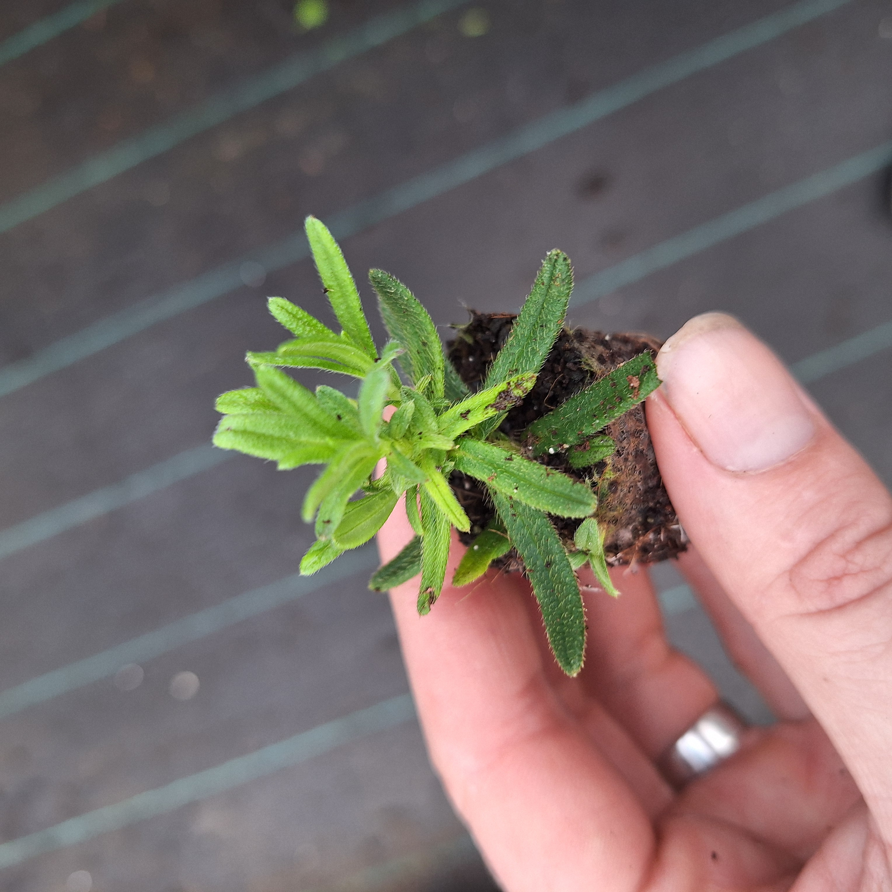 LITHODORA HEAVENLY BLUE