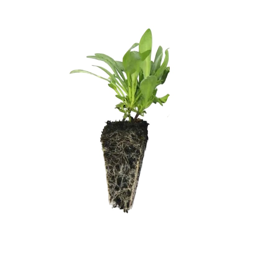 Alyssum - Carpet of Snow