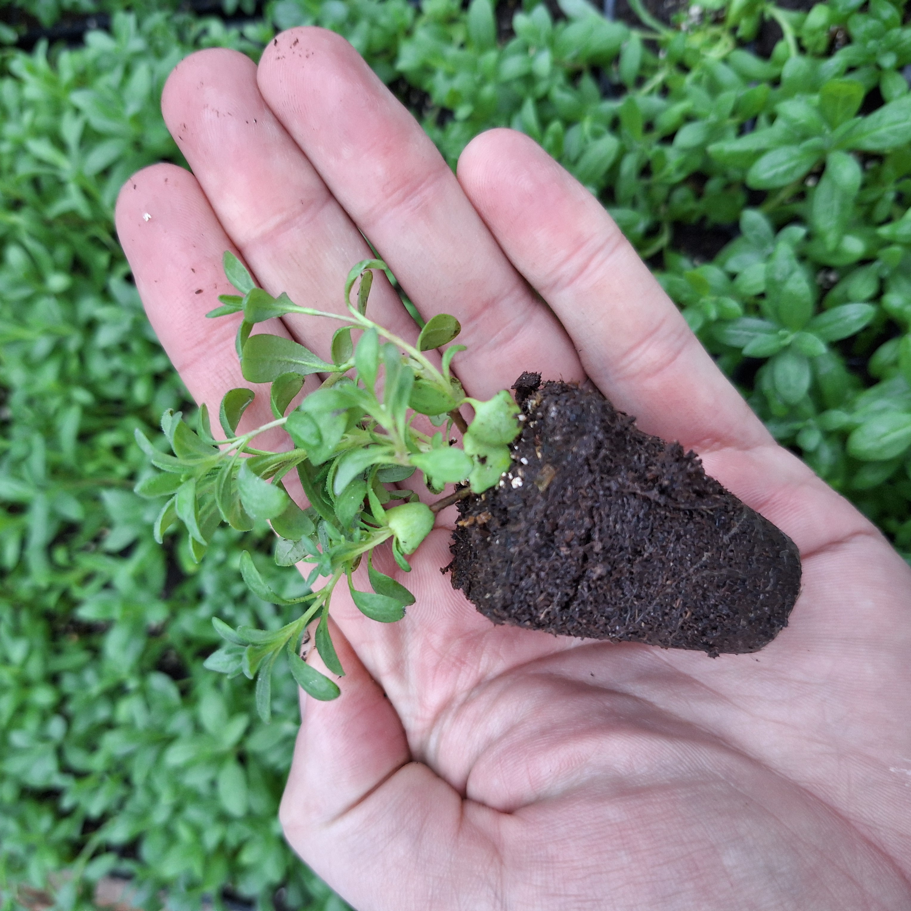 LAVANDULA MUNSTEAD (Seed Raised) 