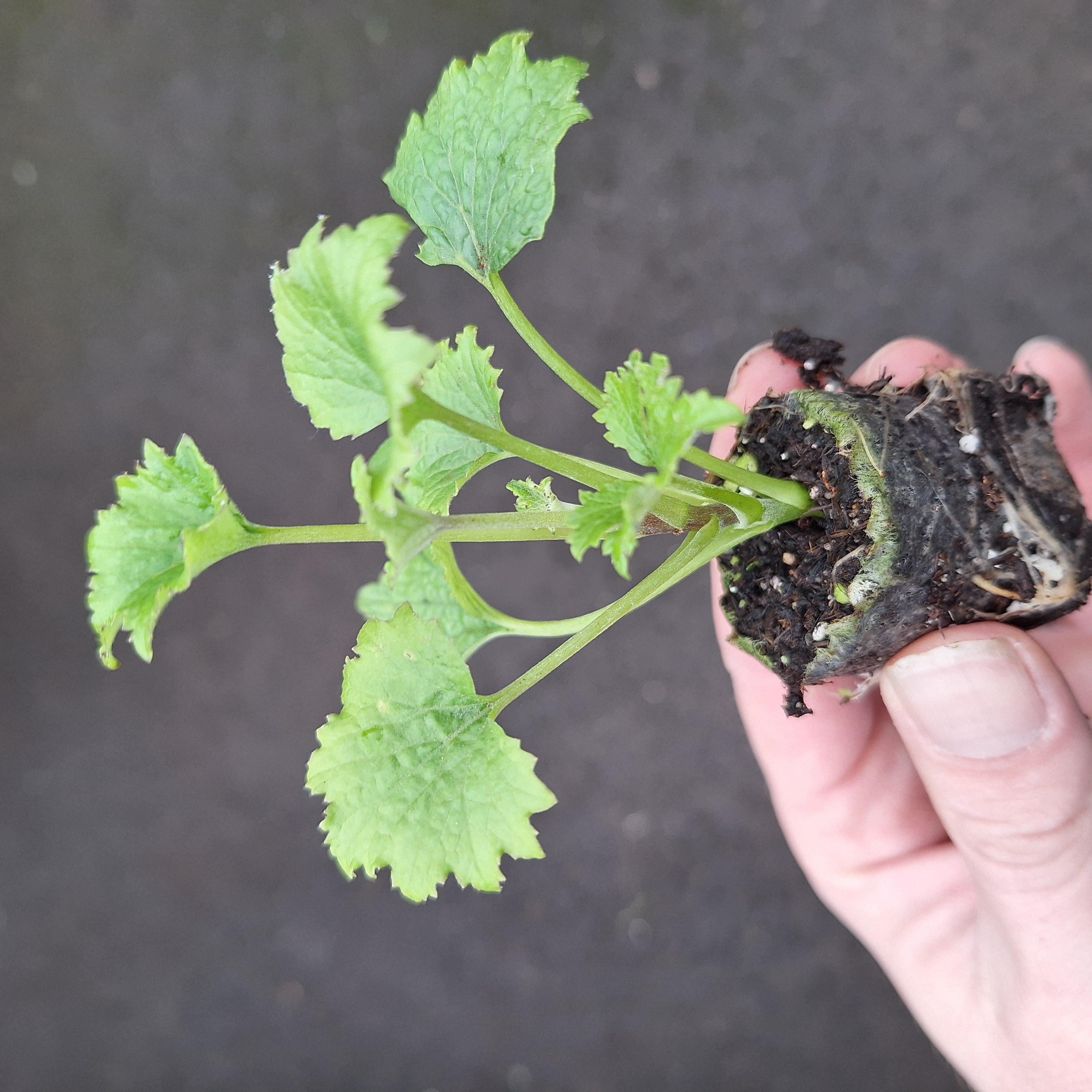 SENECIO SENETTI(R) DARK RED HALO (Red Bicolour)