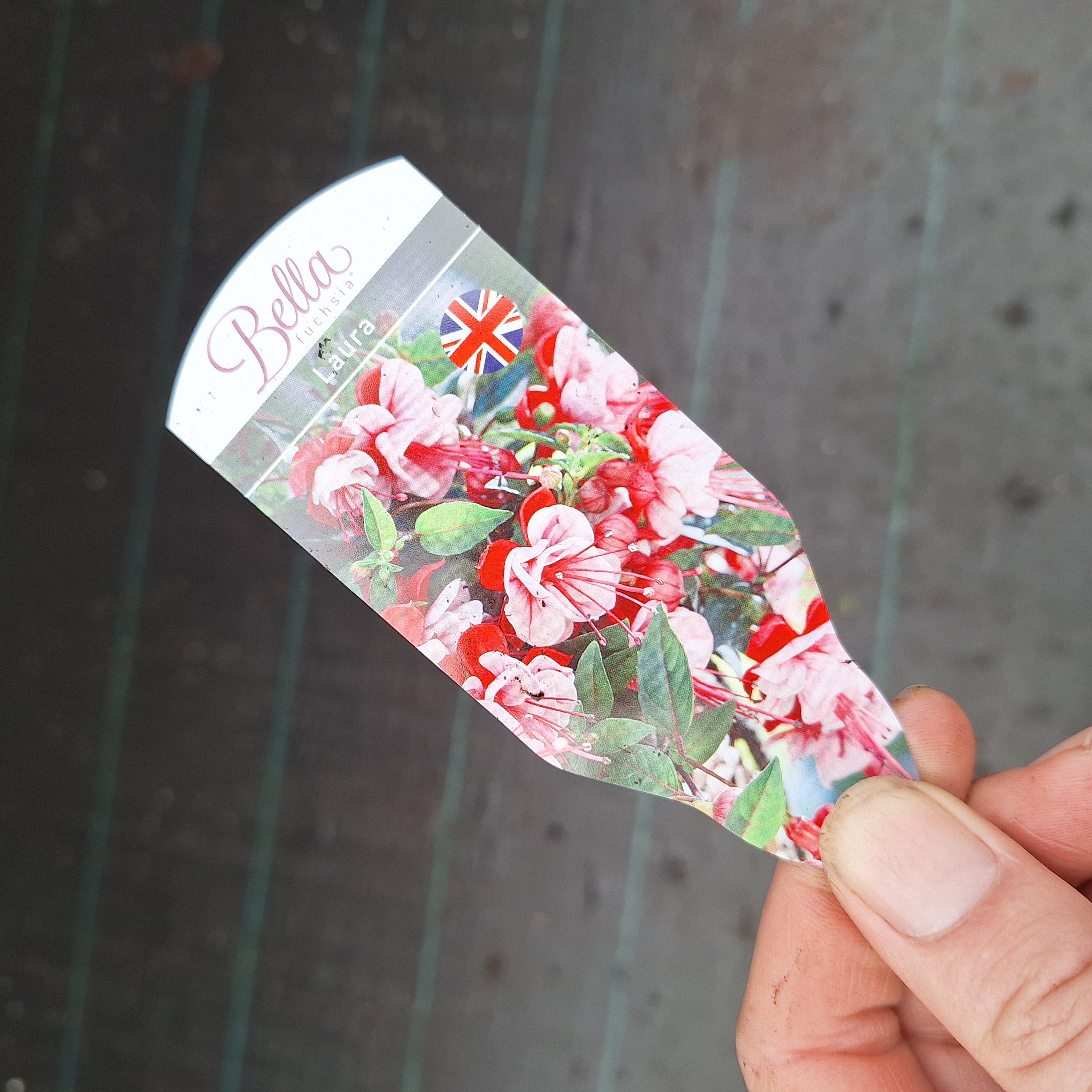 FUCHSIA BELLA(R) LAURA (T)