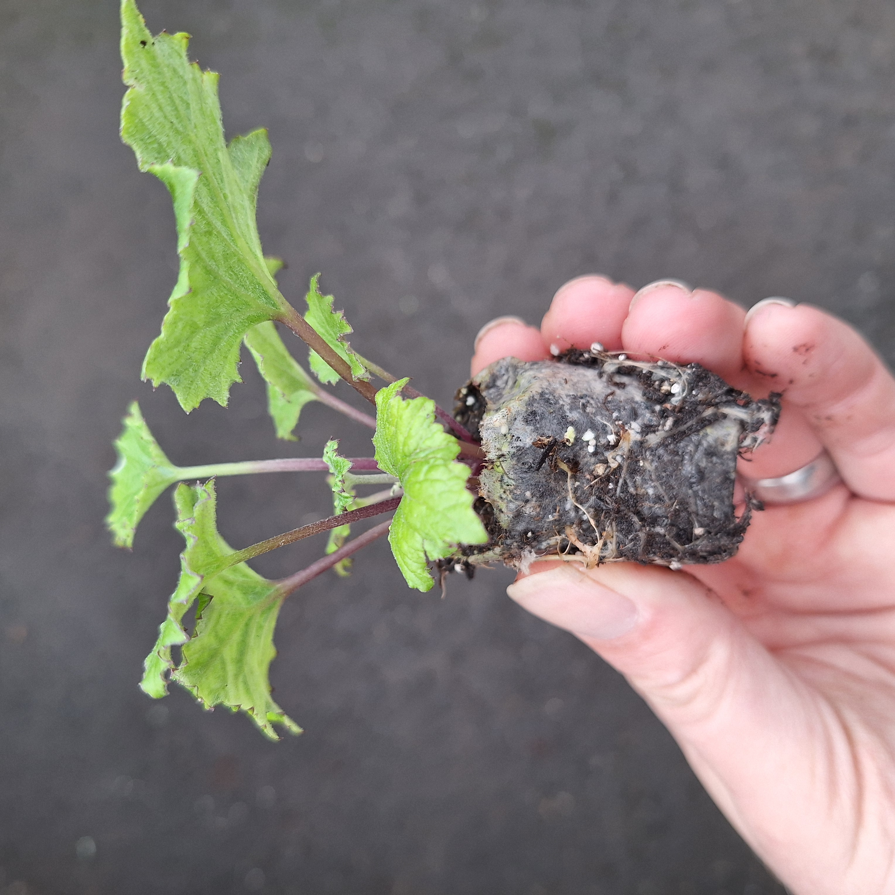 SENECIO SENETTI(R) BRIGHT CARMINE