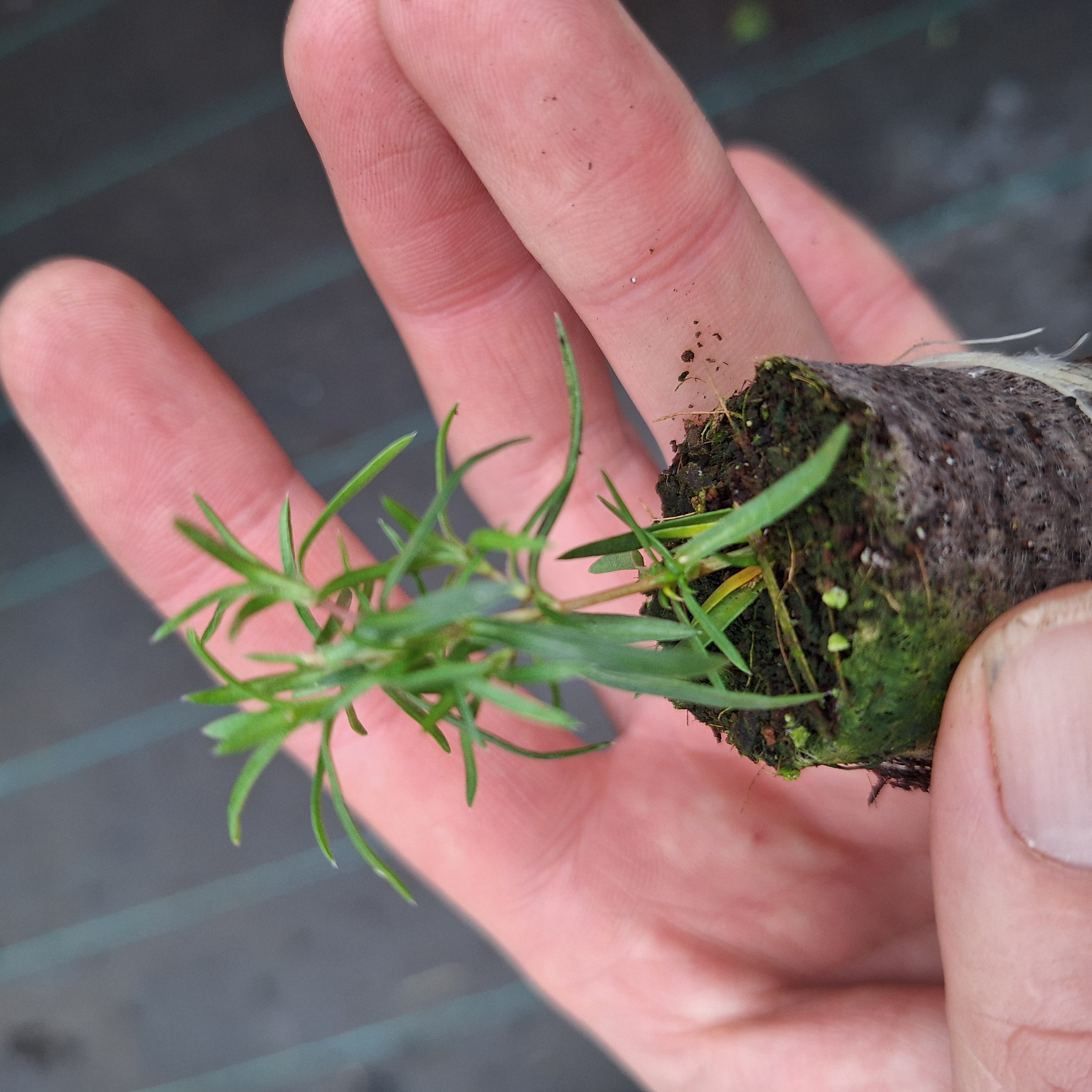 PHLOX DOUGLASII CRACKERJACK 