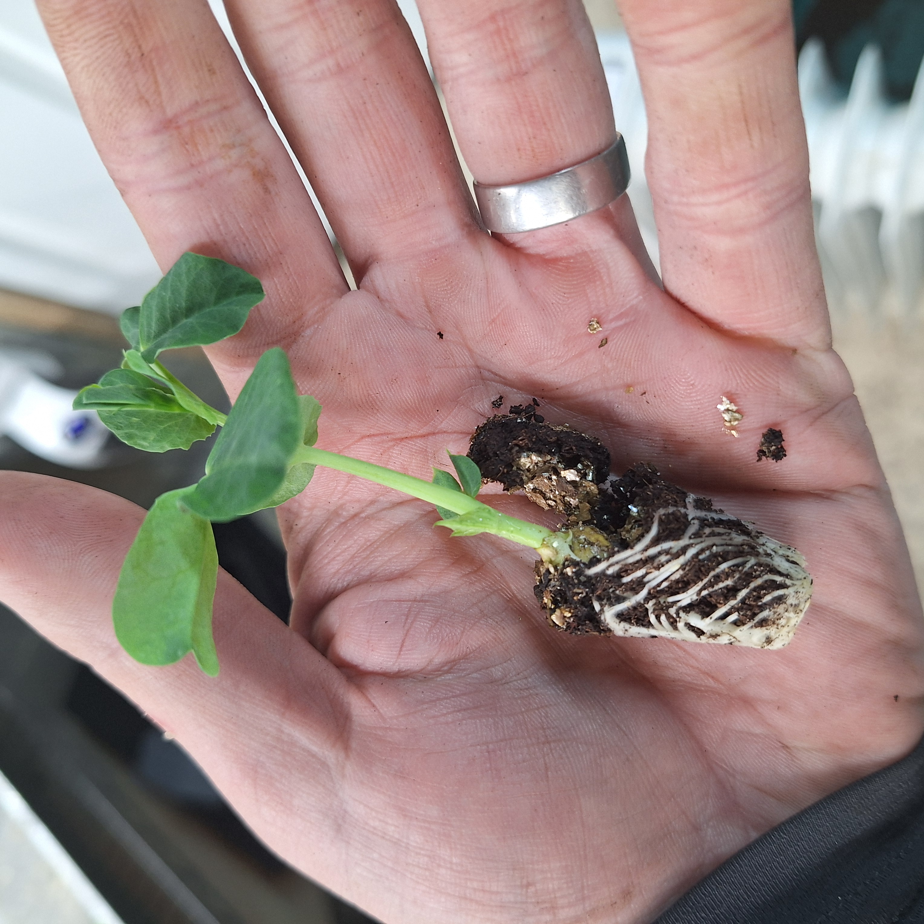 Pea - Kelvedon Wonder Early And Main Crop