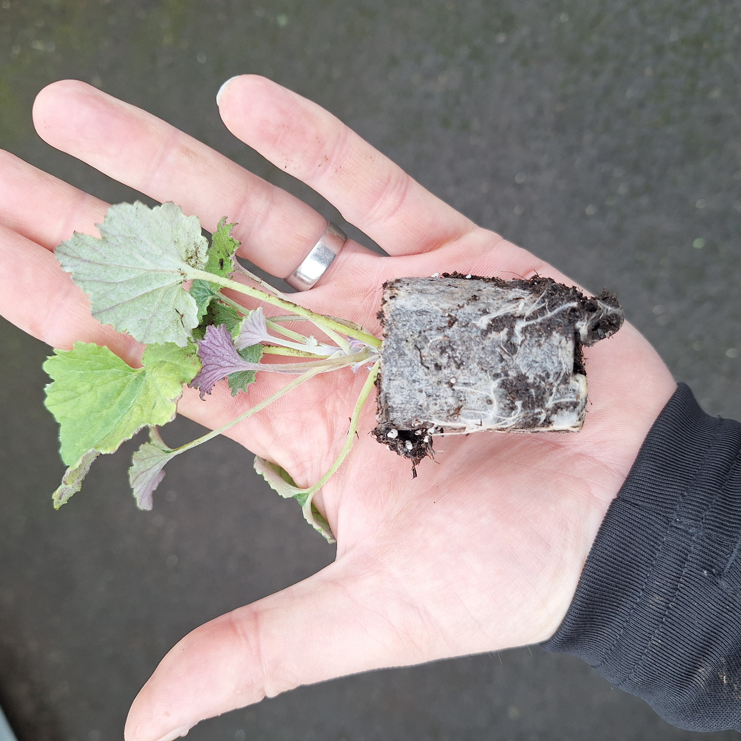 SENECIO SENETTI(R) WHITE