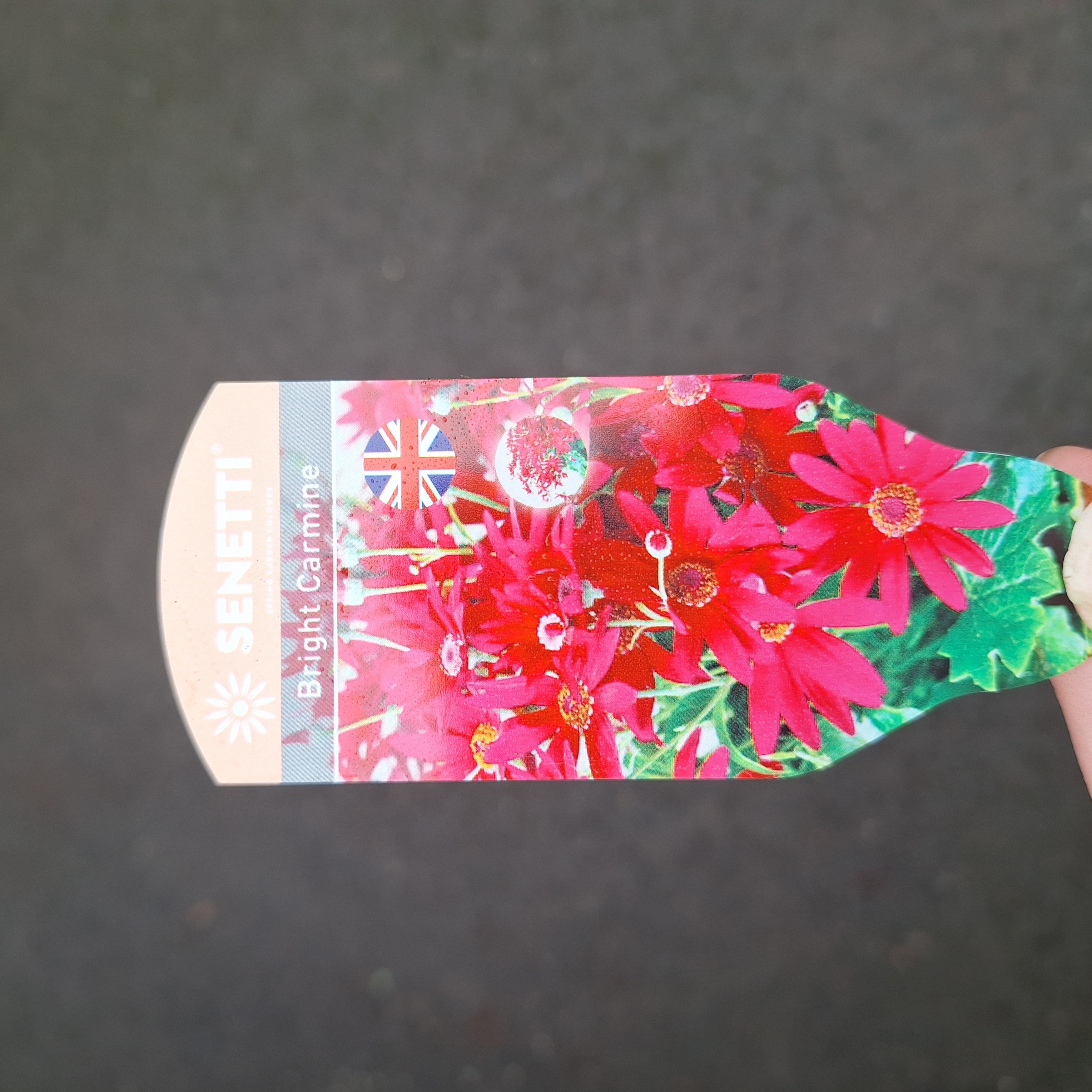 SENECIO SENETTI(R) BRIGHT CARMINE