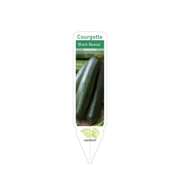 Courgette - Ambassador F1