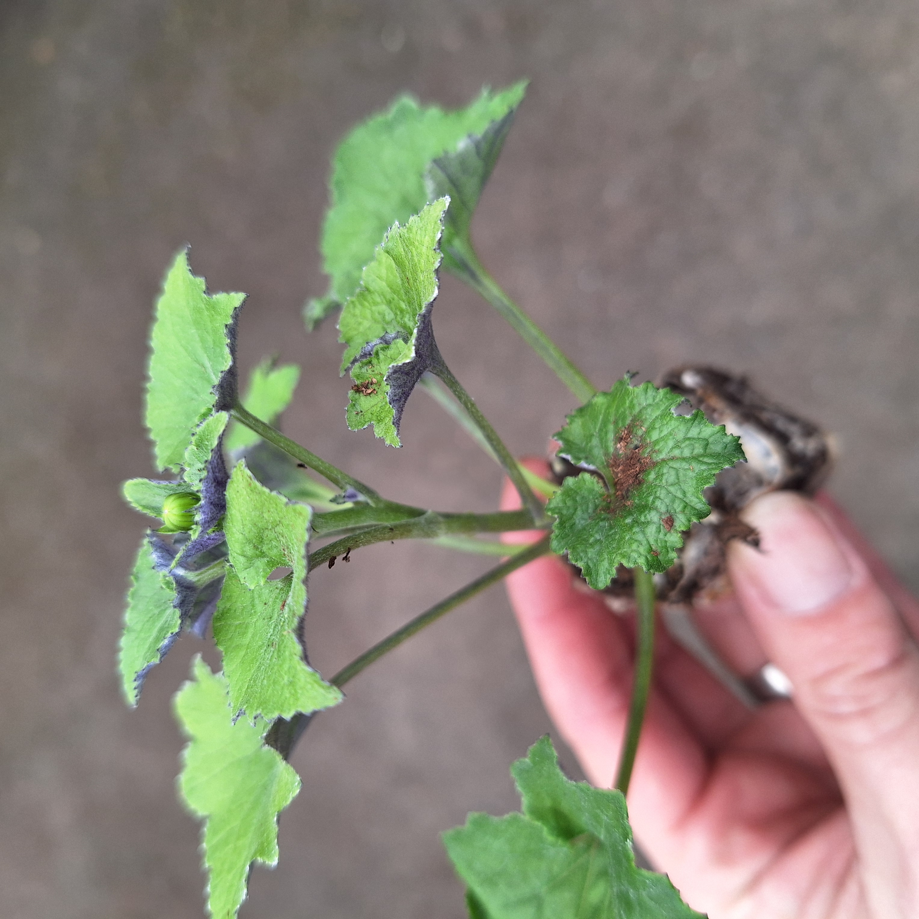 SENECIO SENETTI(R) BLUE BICOLOUR 15