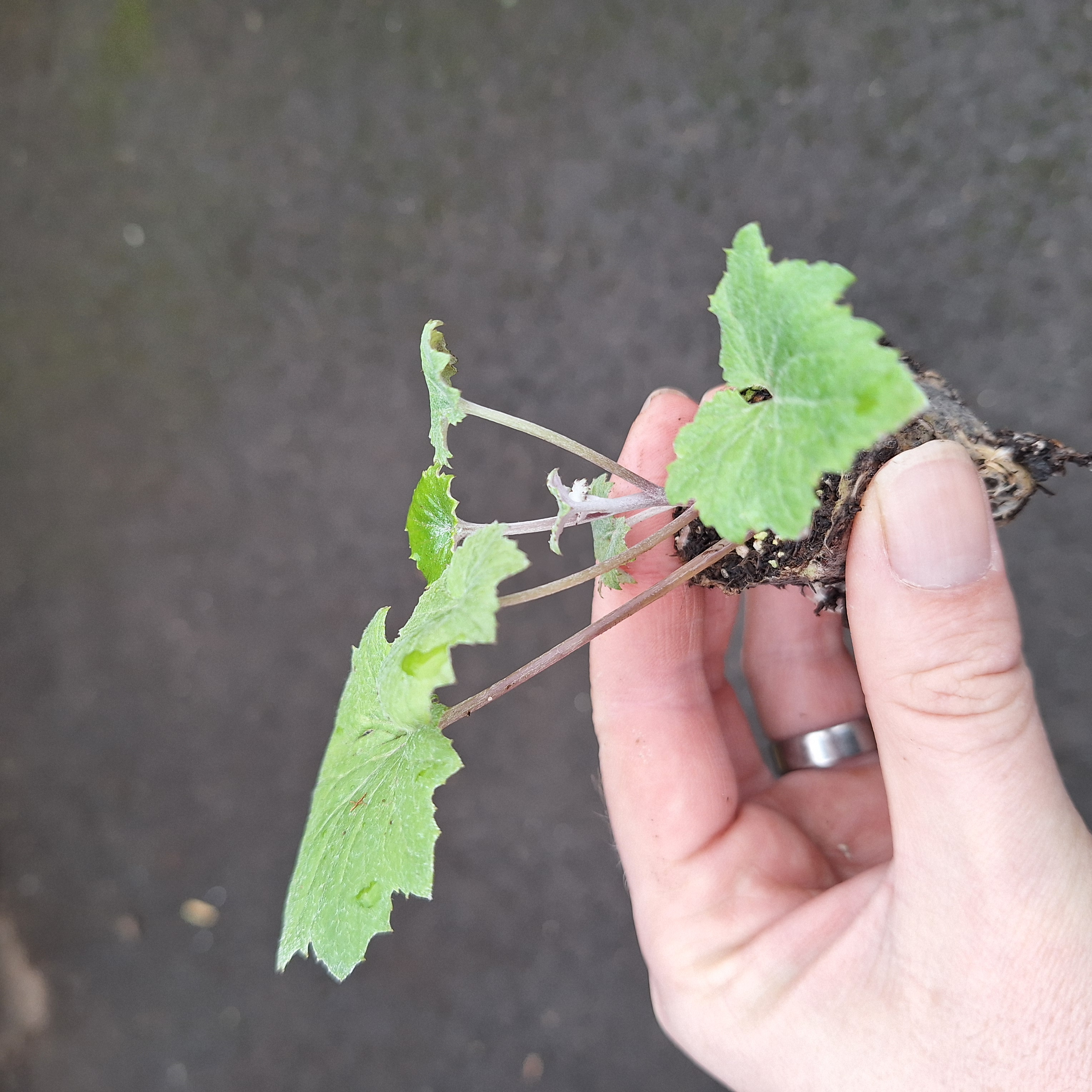 SENECIO SENETTI(R) MAGENTA BICOLOUR