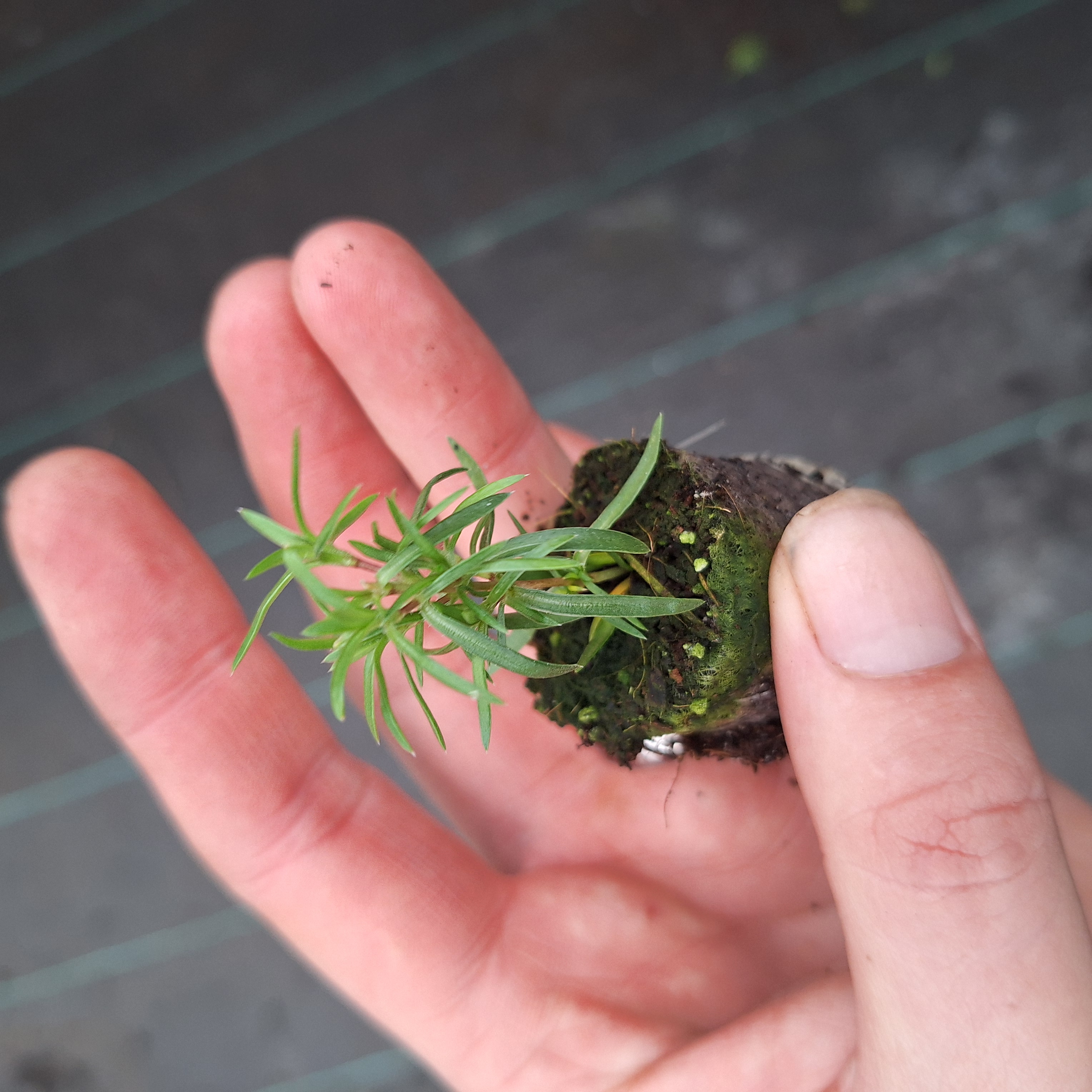 PHLOX DOUGLASII CRACKERJACK 