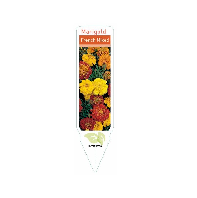 French Marigold Petite Mix