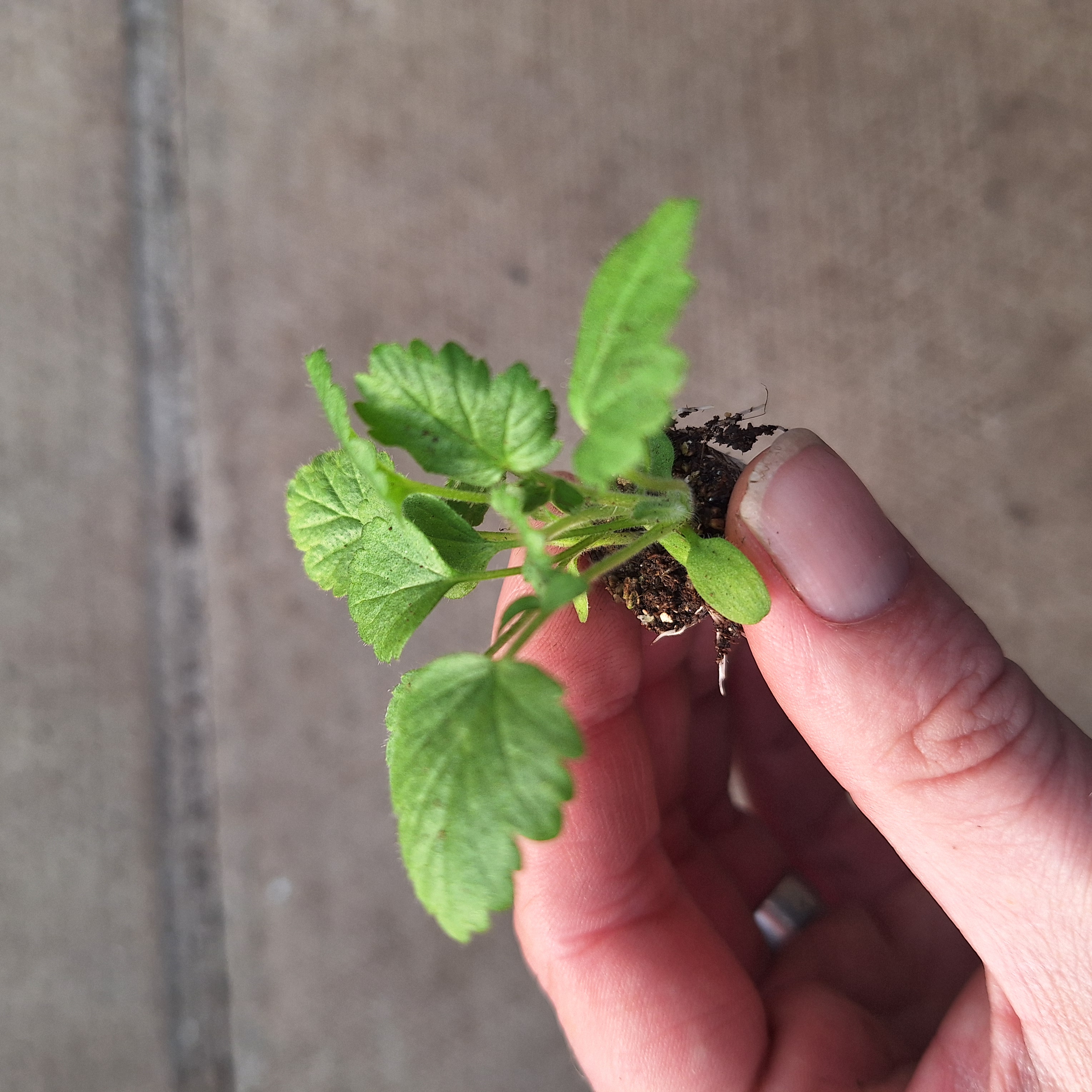 Geum – Mrs Bradshaw